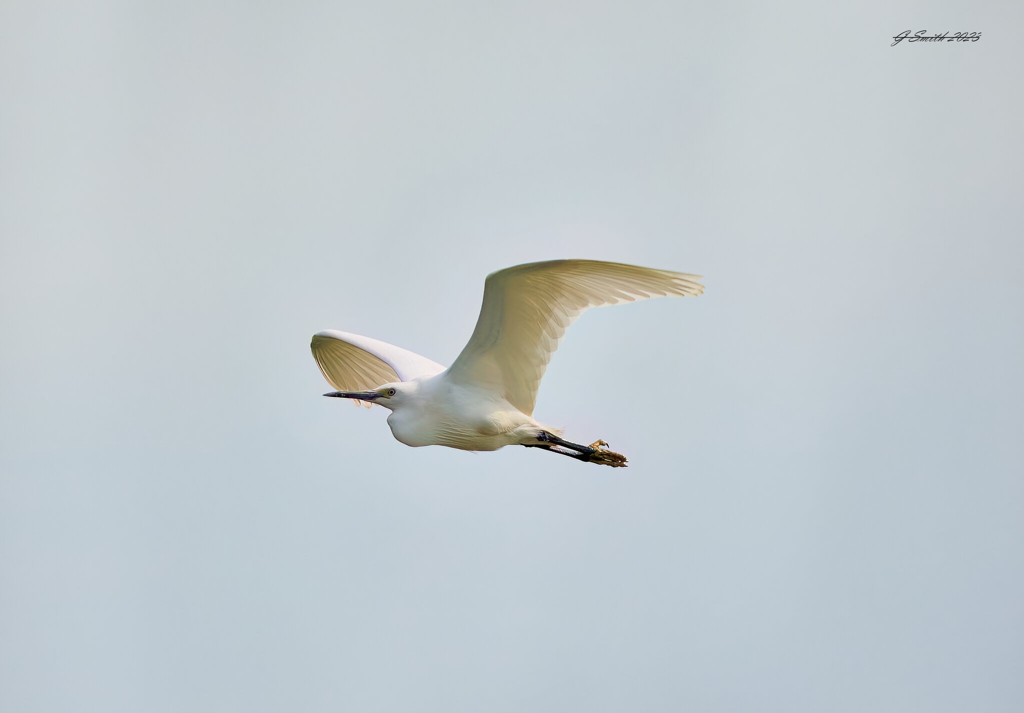 egret 2023 29.jpg