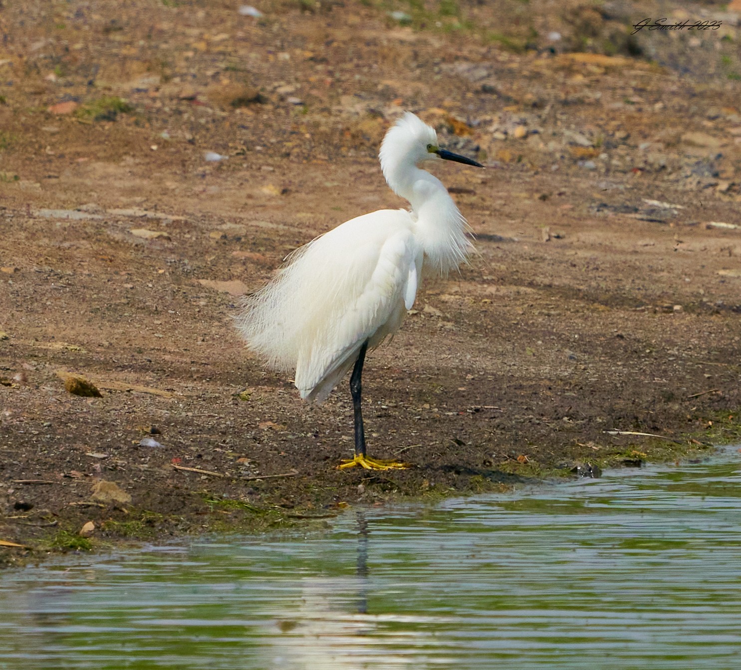 egret 2023 45.jpg