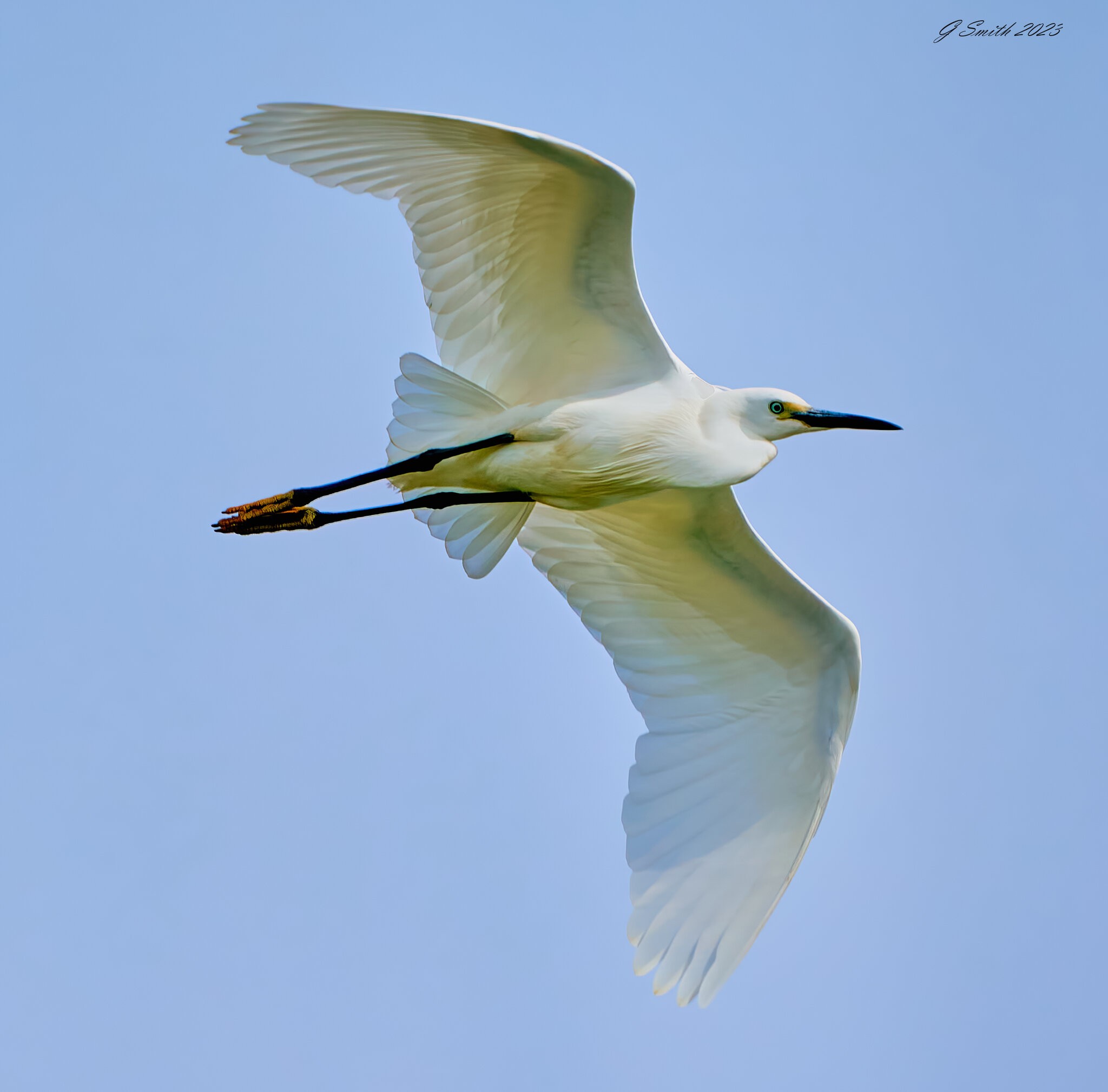 egret 2023 65.jpg