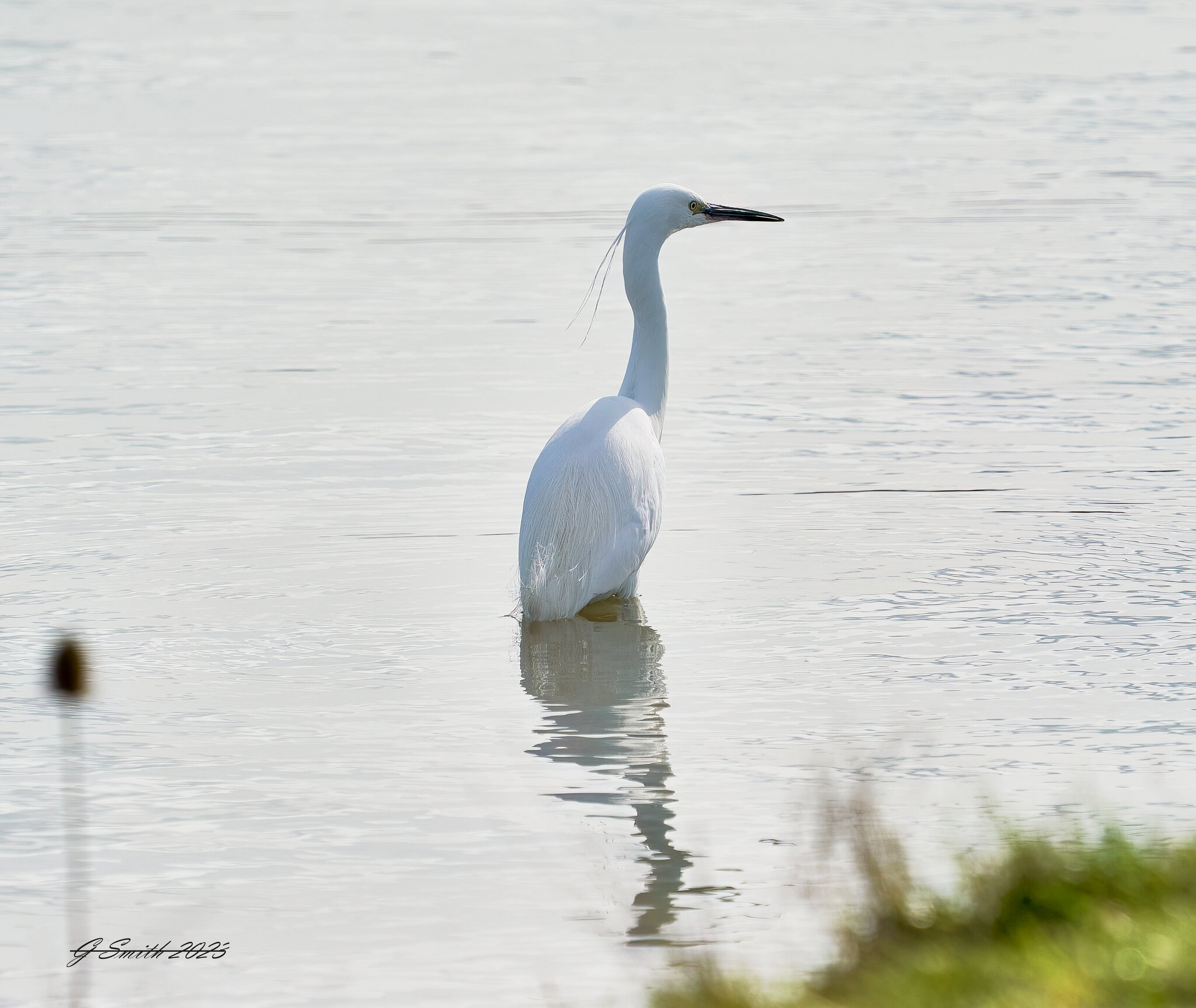 egret 2023 7.jpg