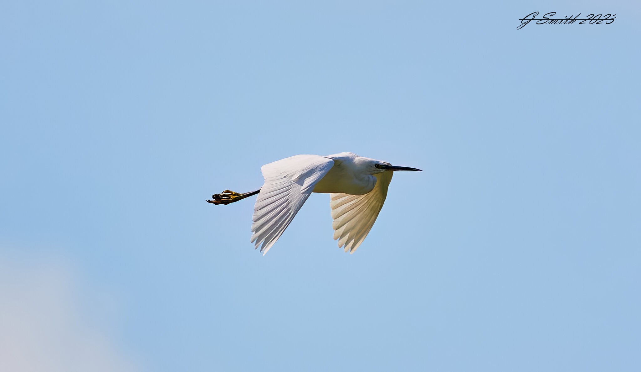 egret 2023 8.jpg