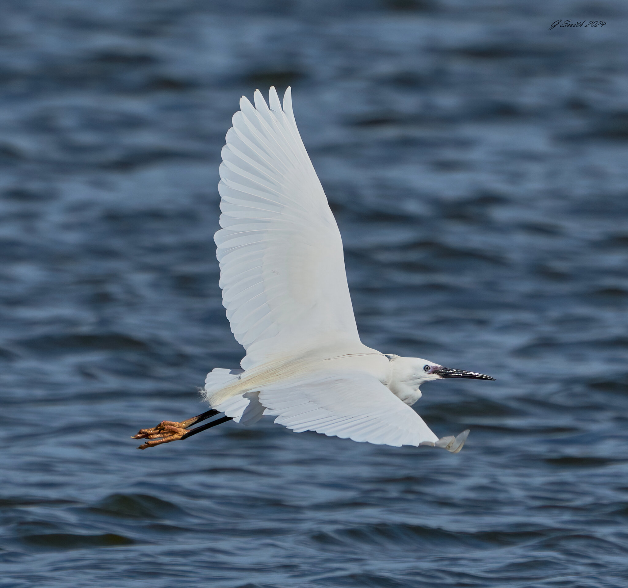 egret 2024 15.jpg