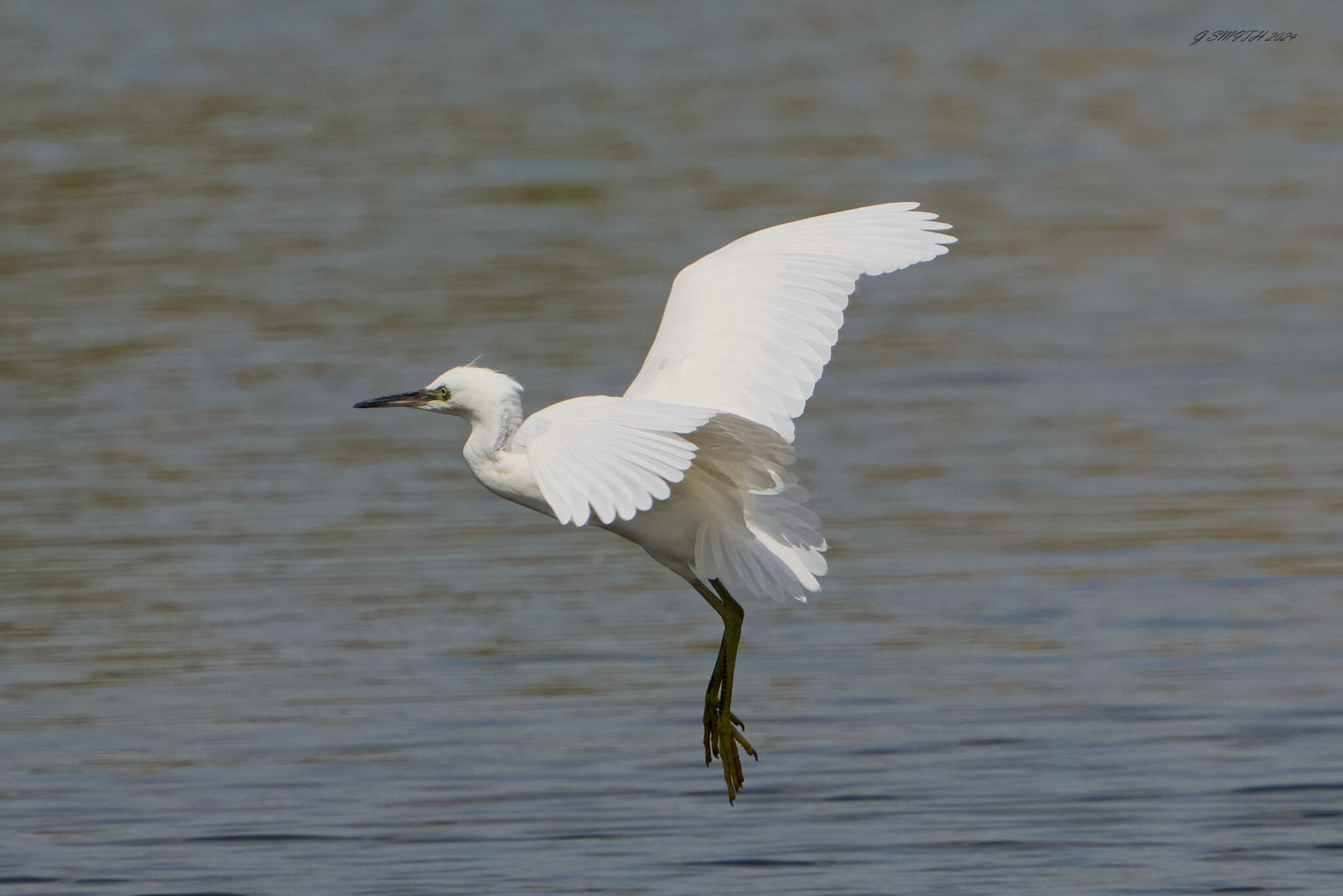 egret 2024 21.jpg