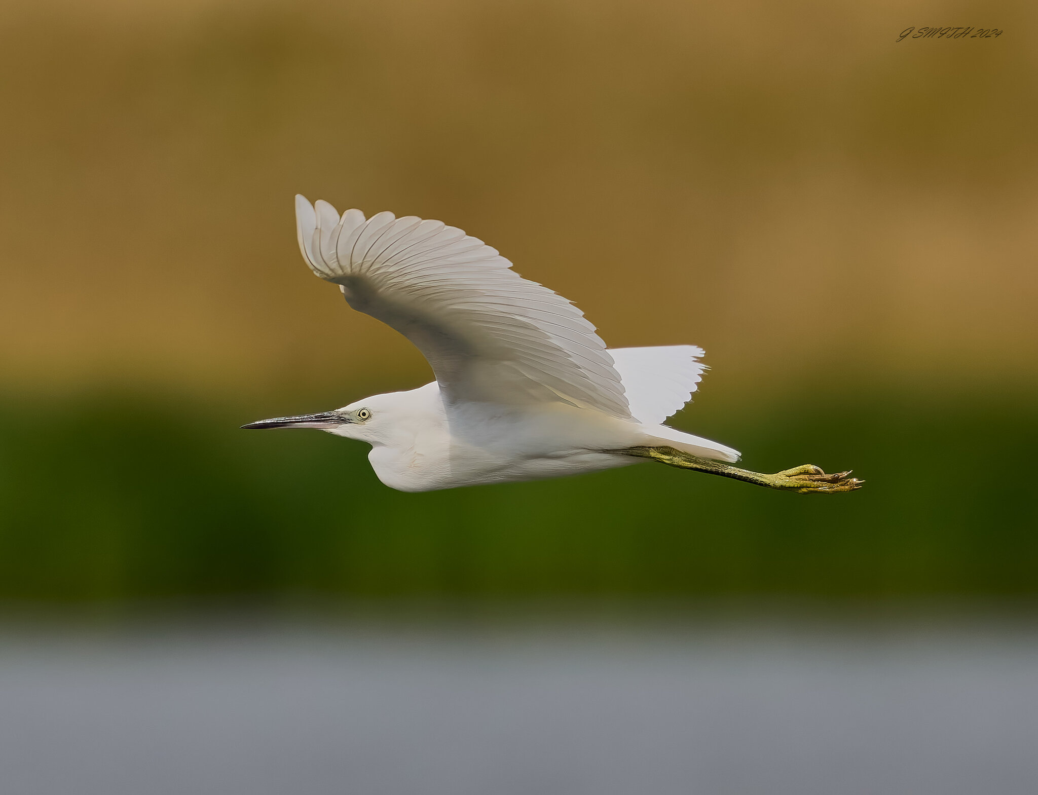 egret 2024 27.jpg