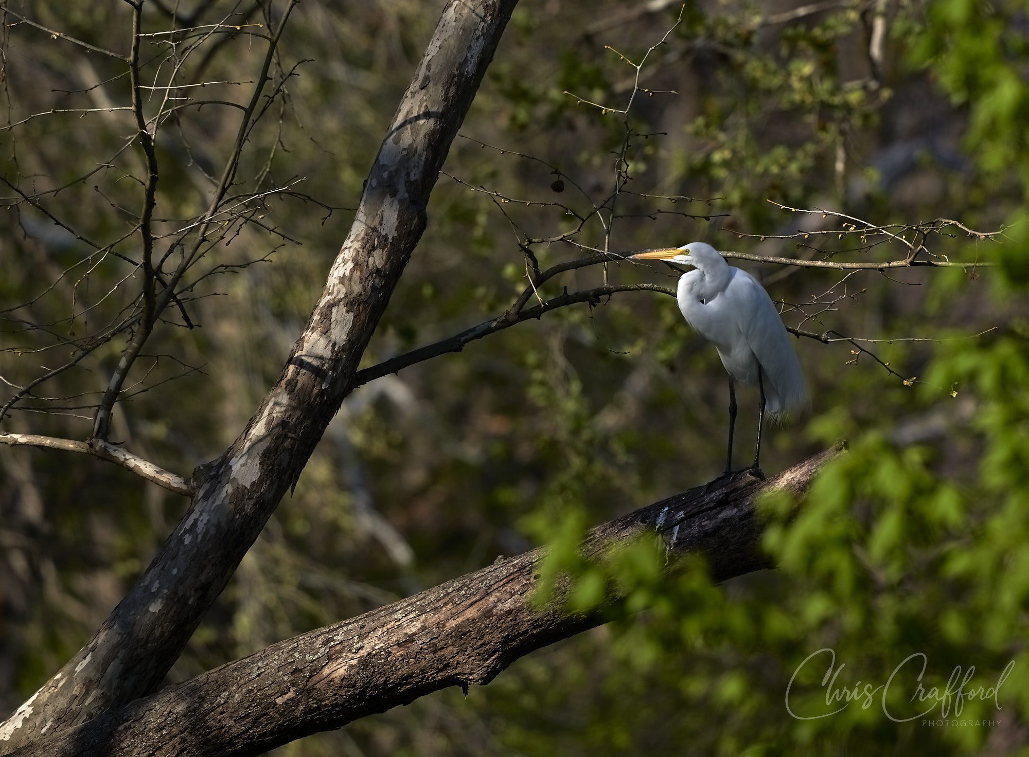 Egret surveying for food