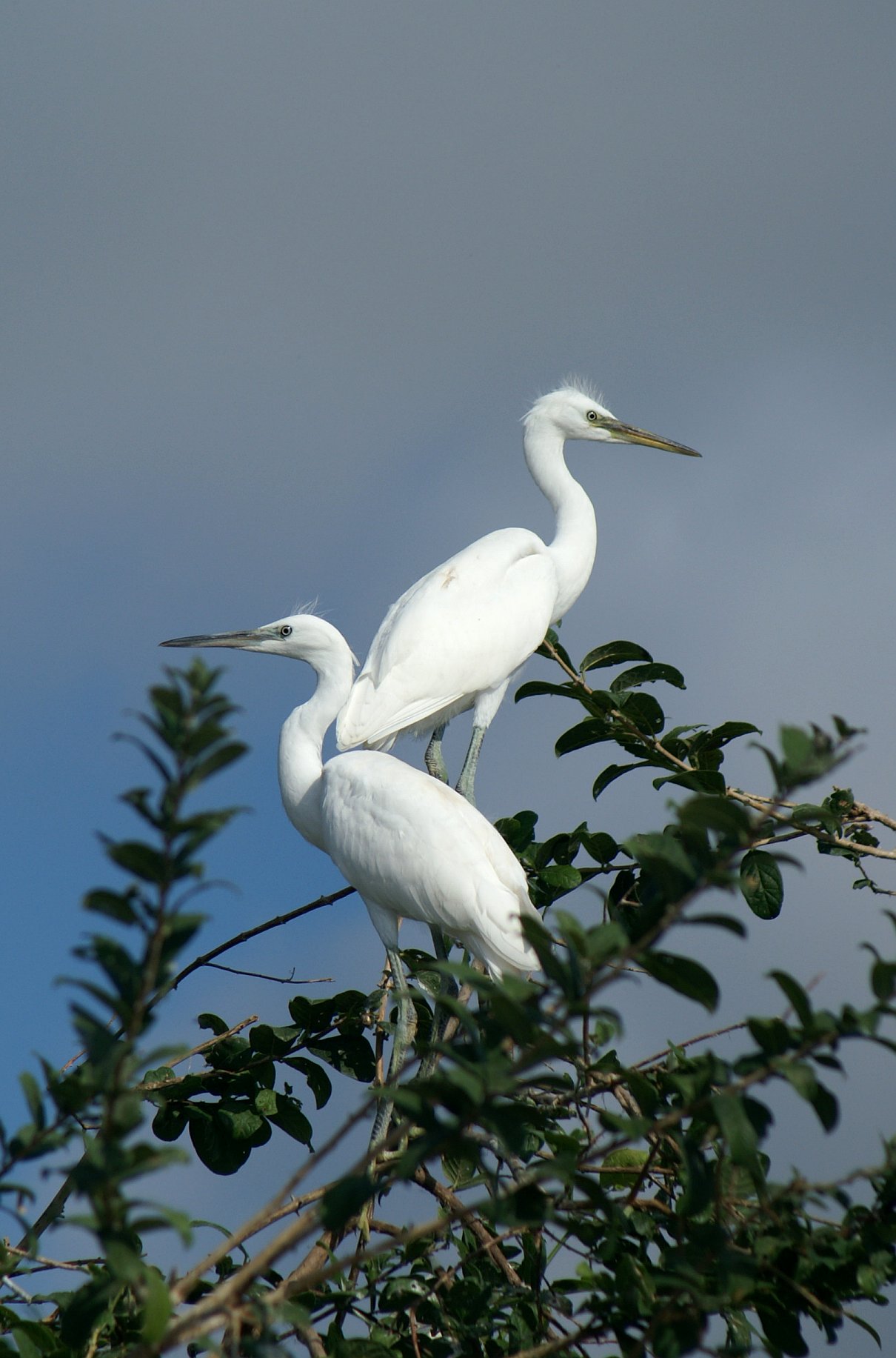 egret_04.jpg