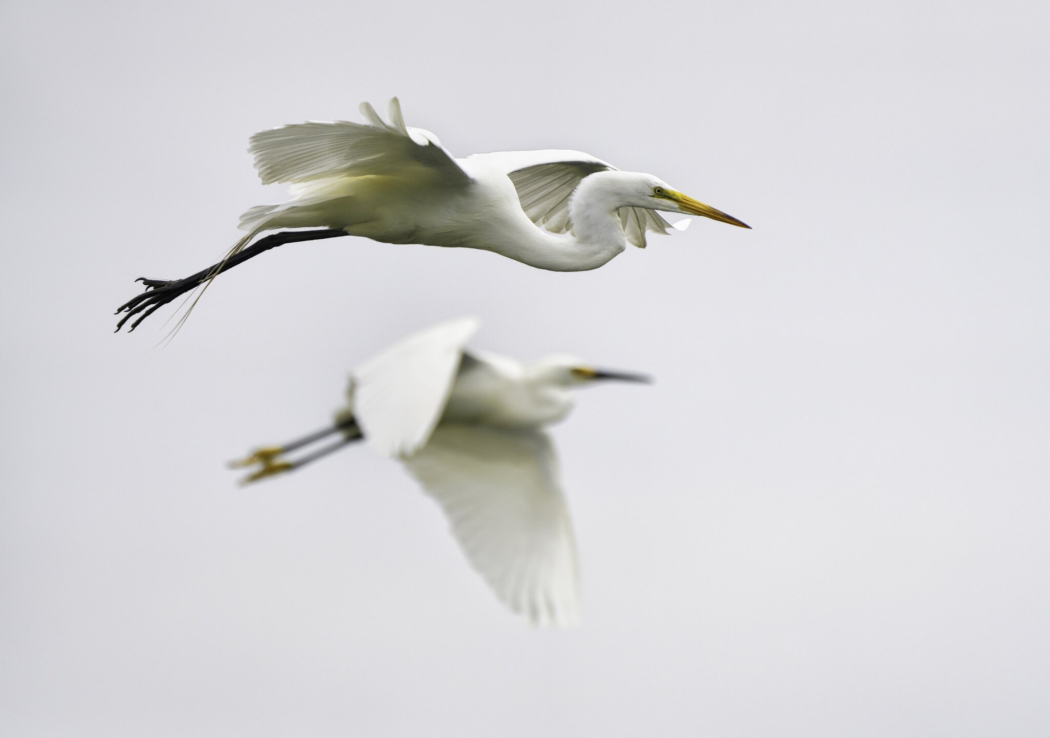 Egrets