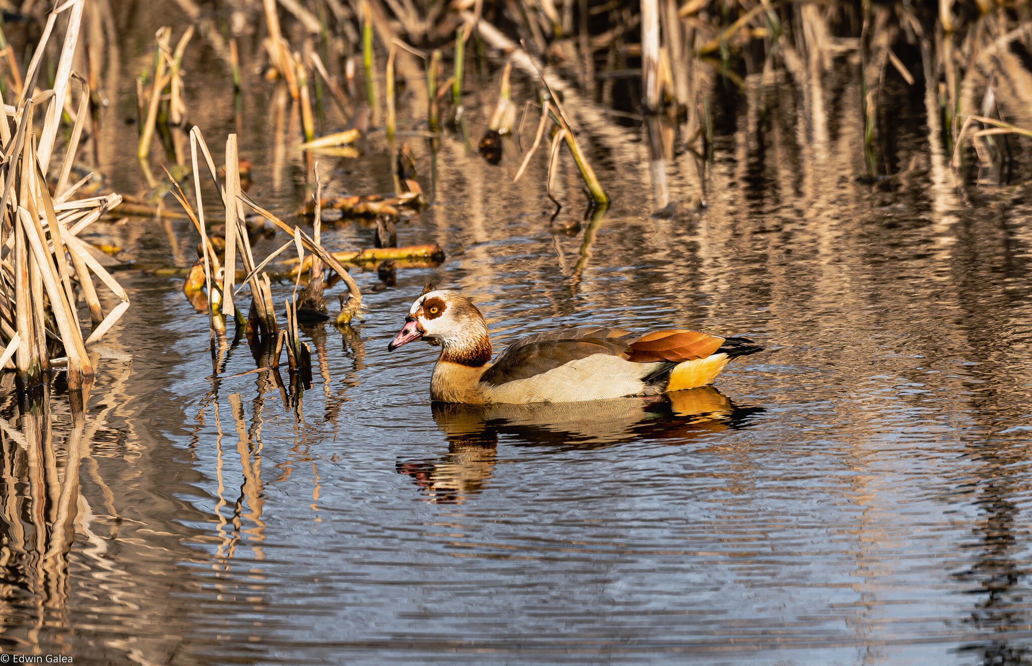 egyptian_goose-1.jpg