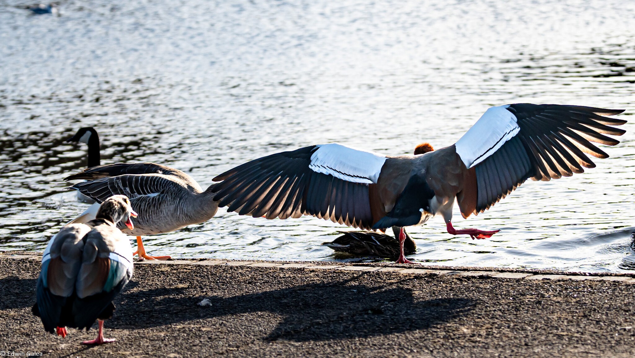 egyptian_goose_extended_wing-1.jpg