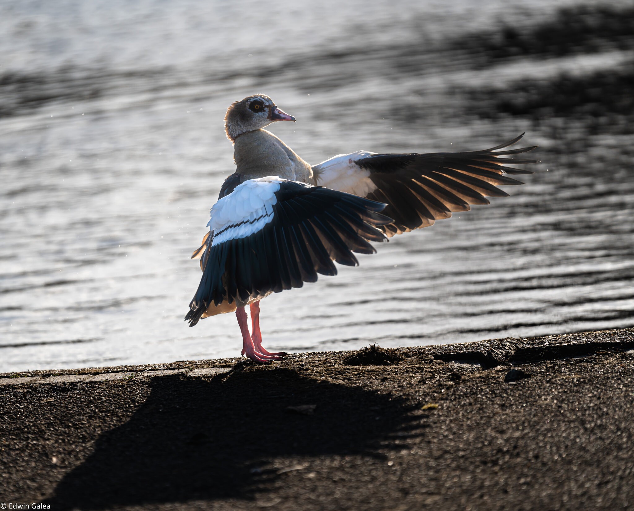 egyptian_goose_extended_wing-2.jpg