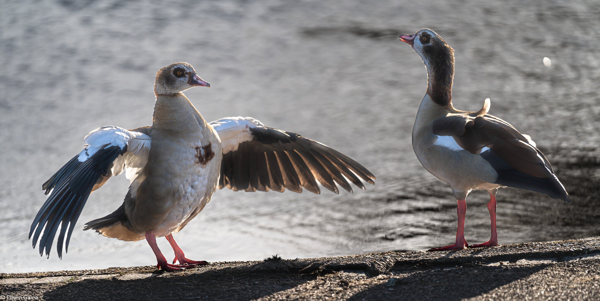 egyptian_goose_extended_wing-6.jpg