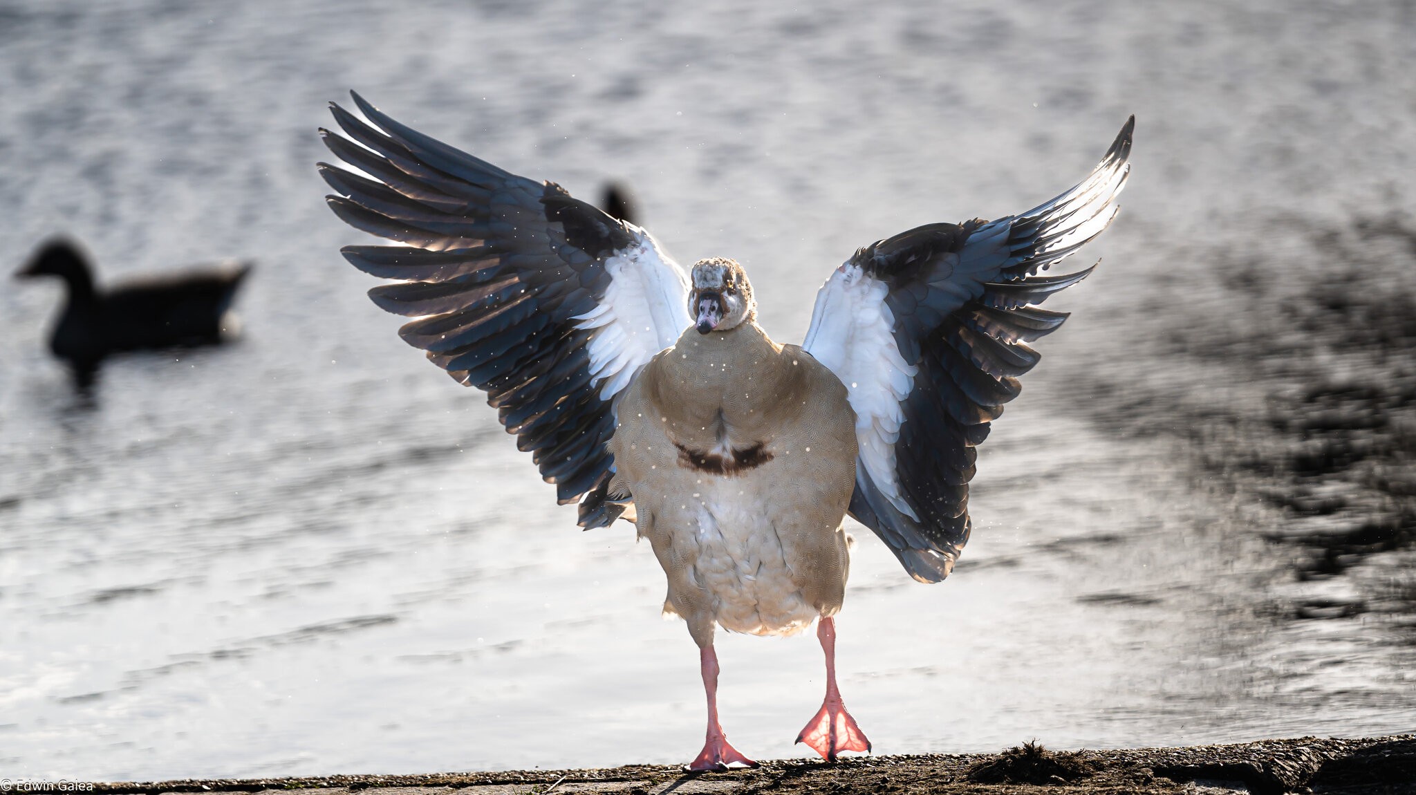 egyptian_goose_extended_wings-7.jpg