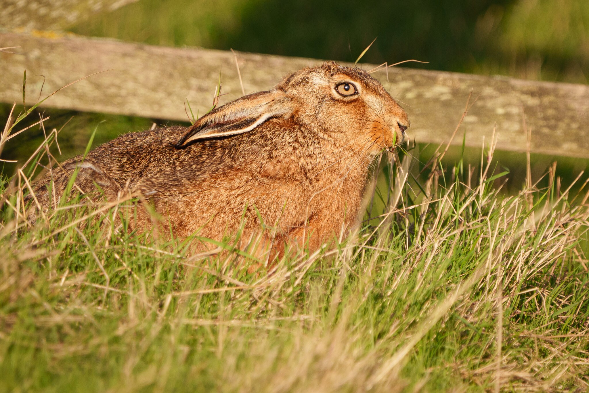 Elmley (3 of 5).jpg