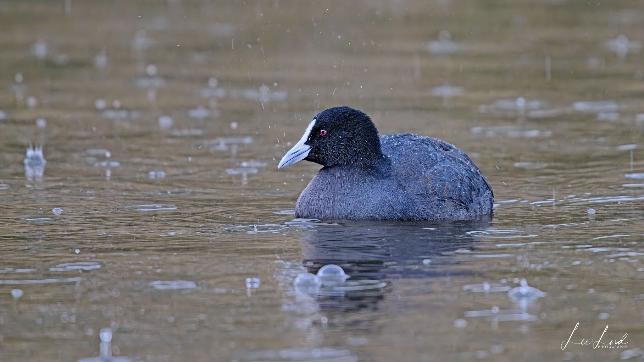 Eurasian Coote