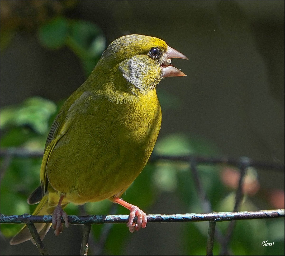 Euro Greenfinch 1r.jpg