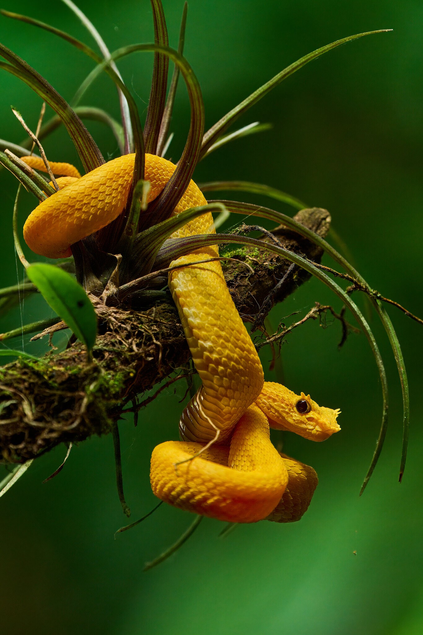 Eyelash Palm Pit Viper - Costa Rica - 03032024 - 02- DN.jpg