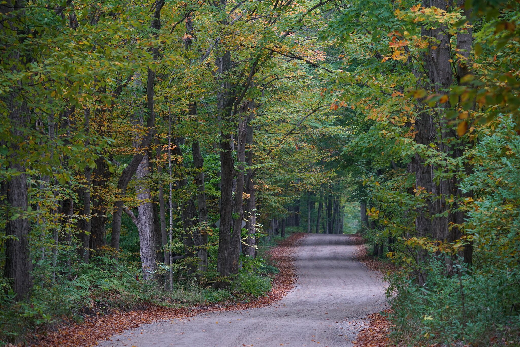 fall voice road.JPG