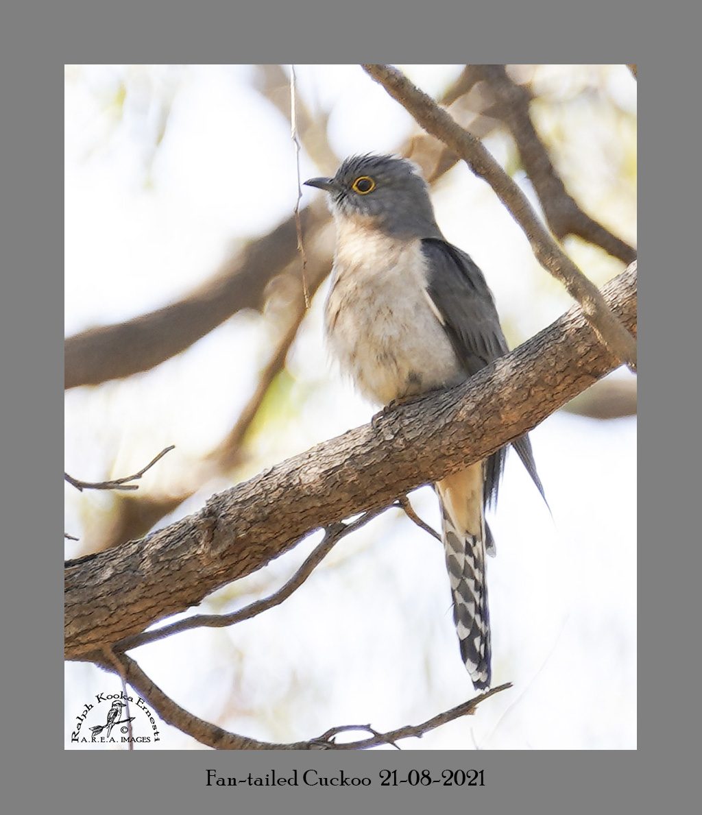 Fan-tailed Cuckoo 21-08-2021.JPG