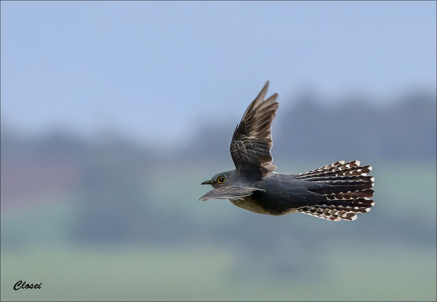 Fantail Cuckoo 4-r.jpg