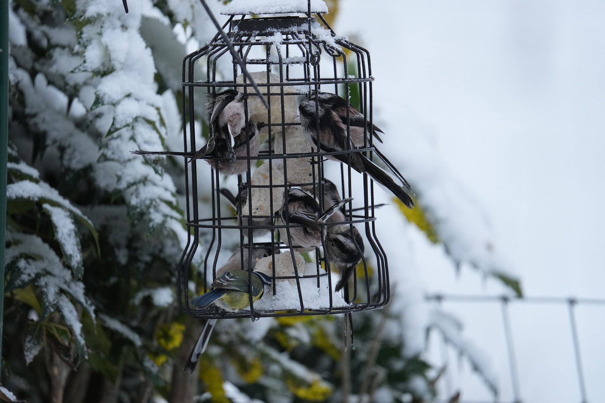 Feeder-DSC07907-2048px.jpg