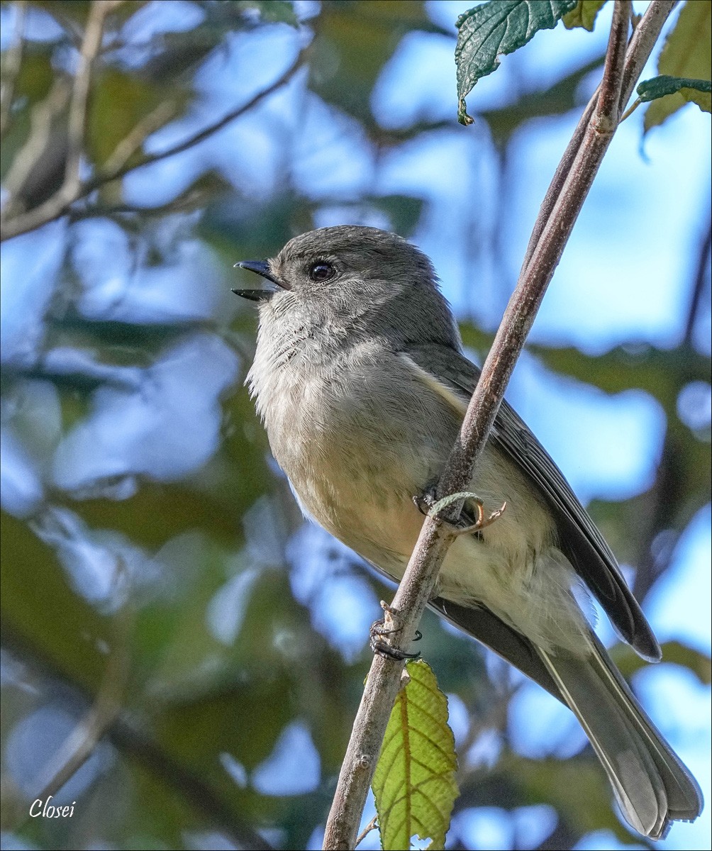 Female Golden Whistler 2r.jpg