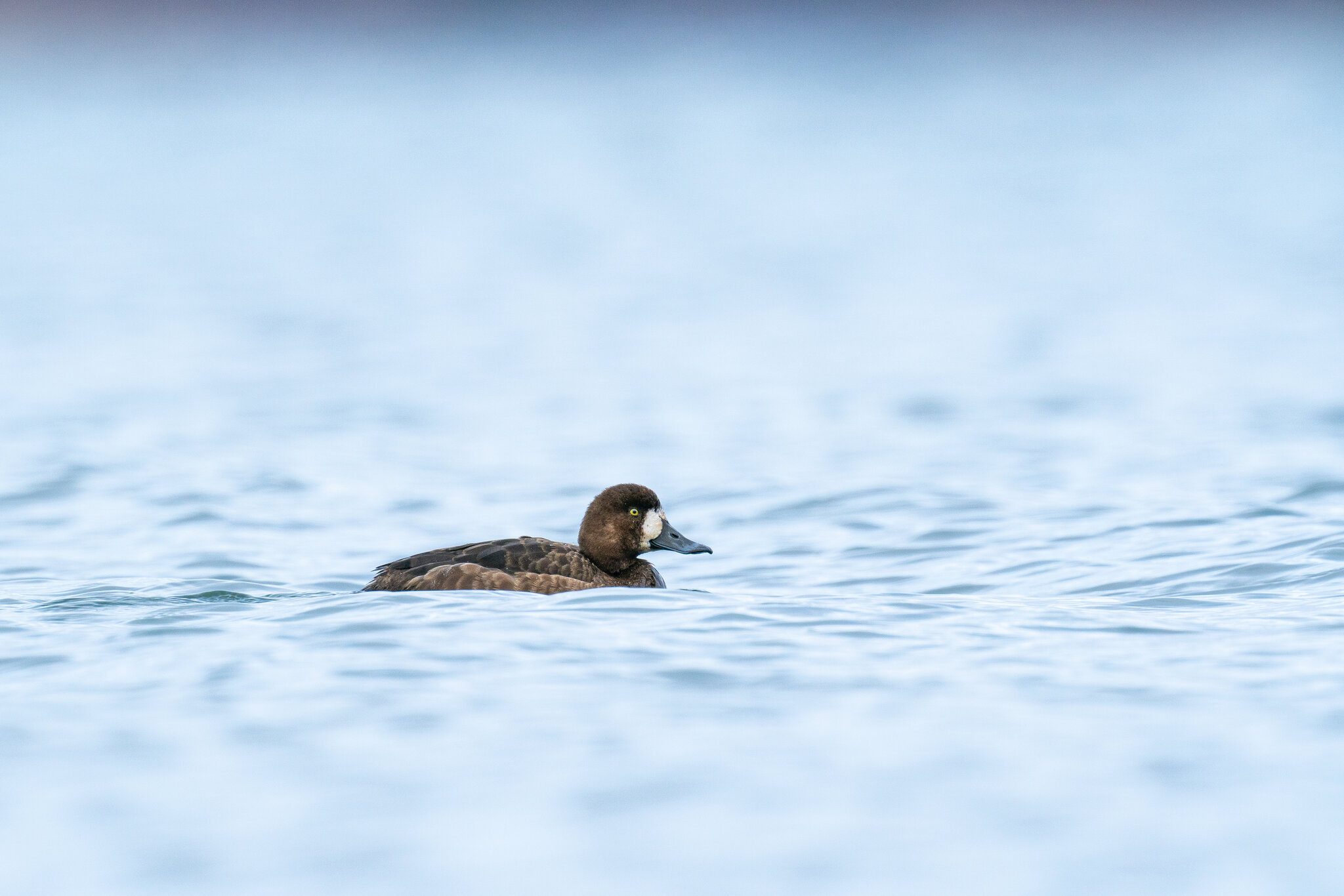 female greater scaup.jpg