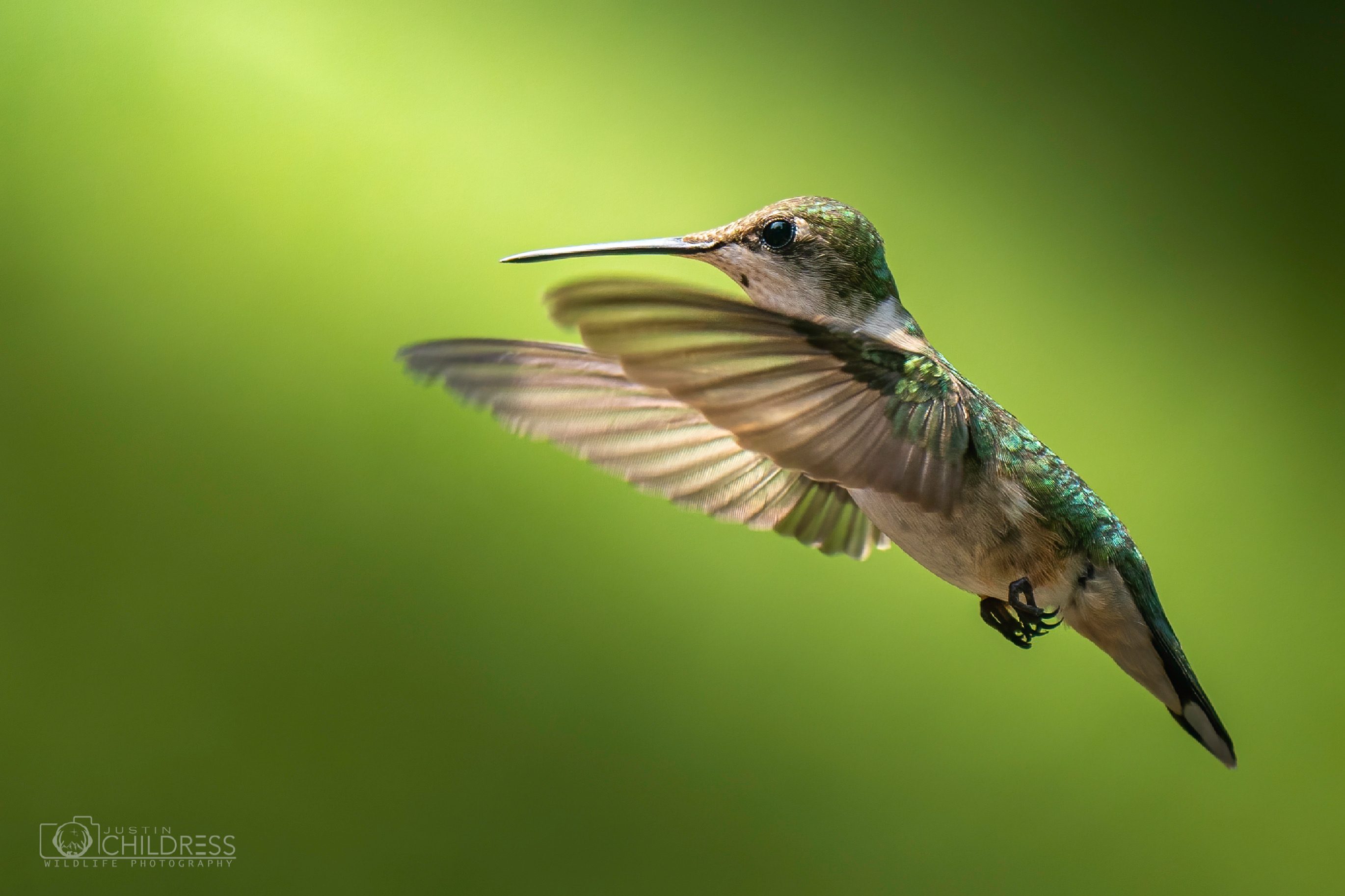 Female Ruby-Throated Hummingbird