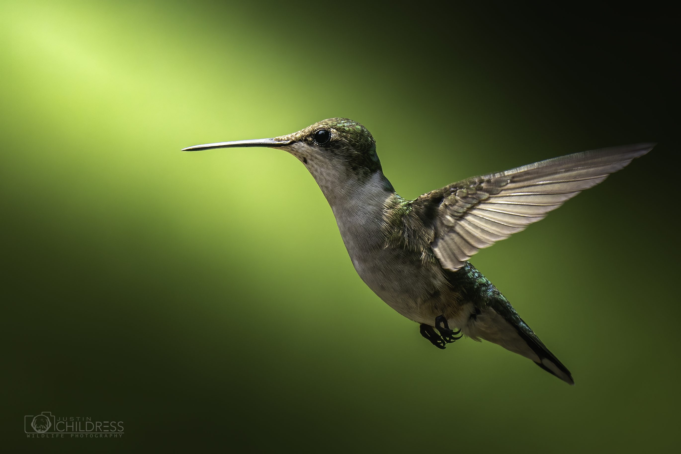 Female Ruby-Throated Hummingbird