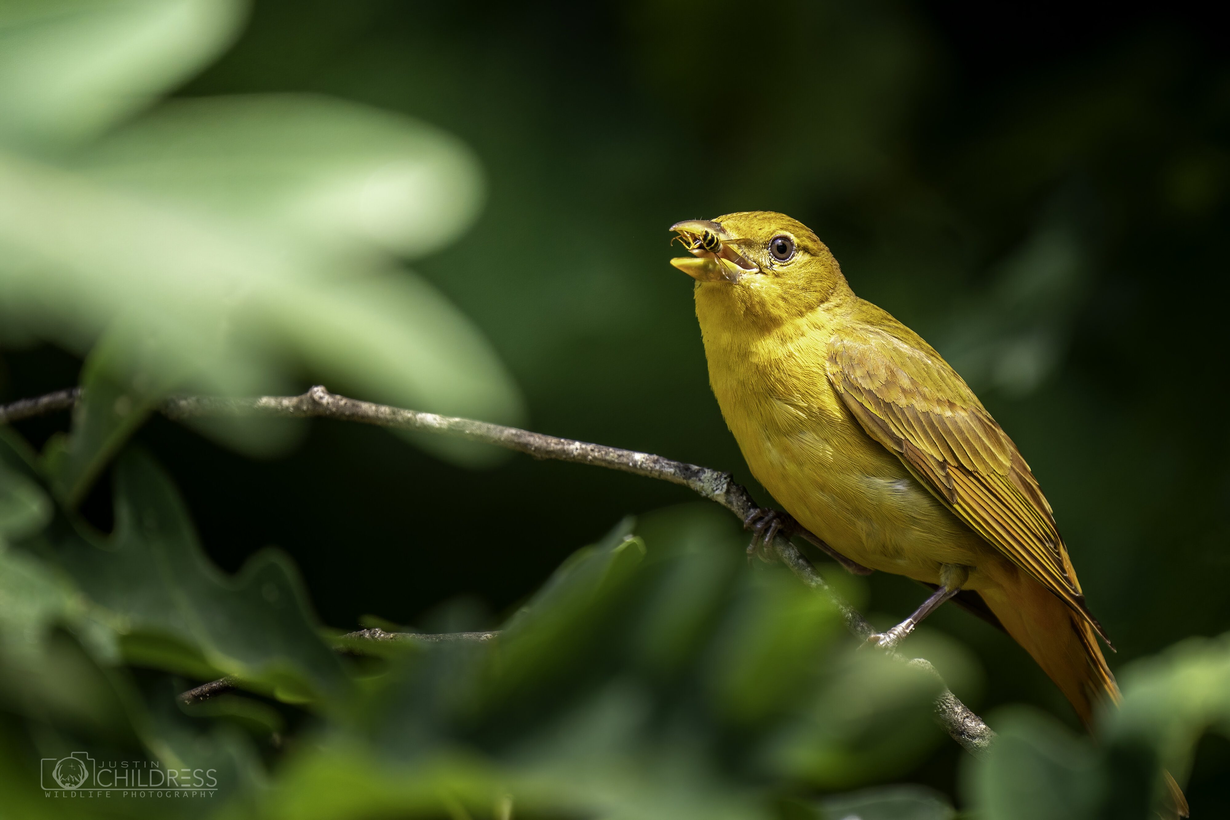 Female Summer Tanager