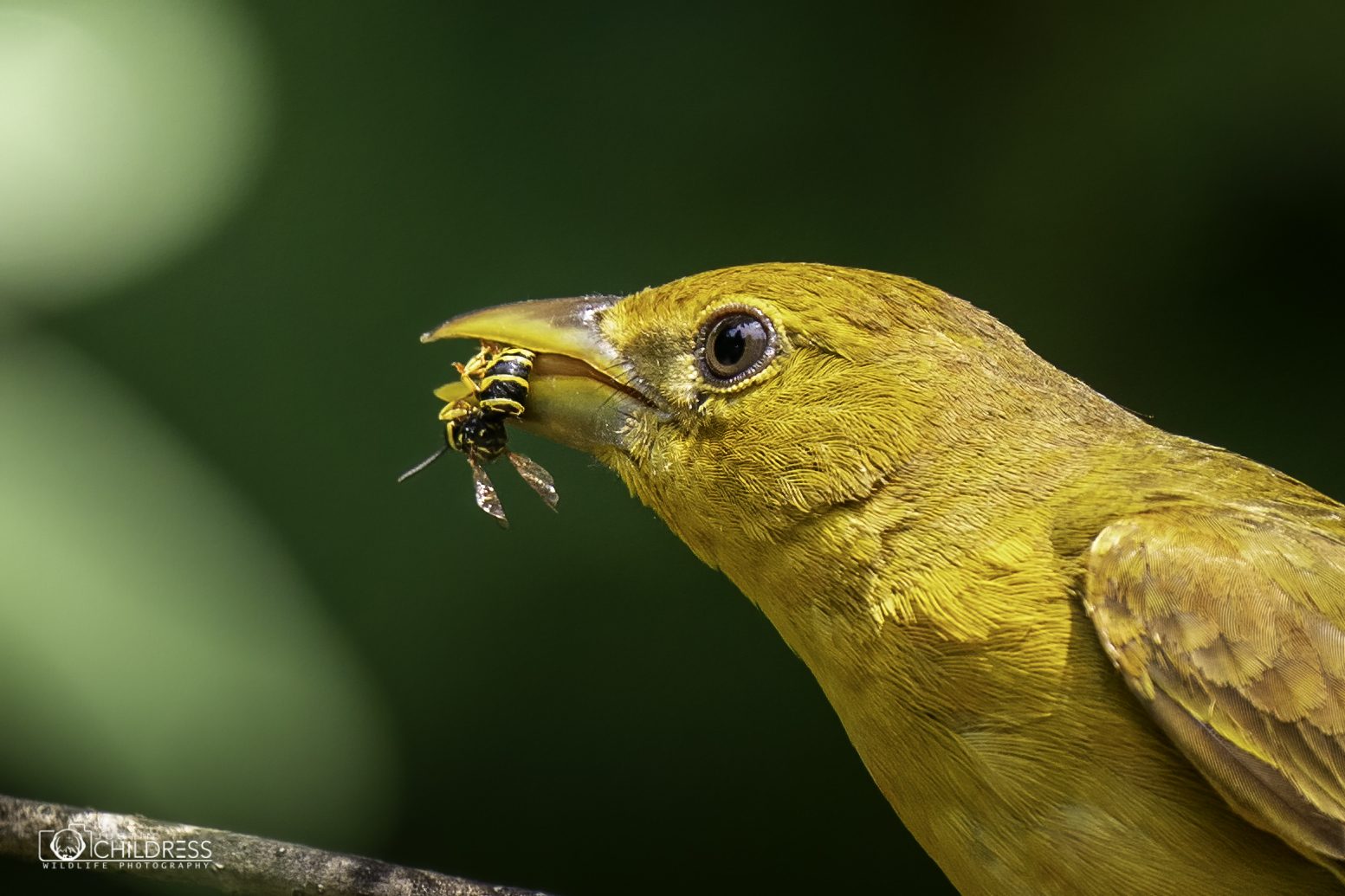 Female Summer Tanager