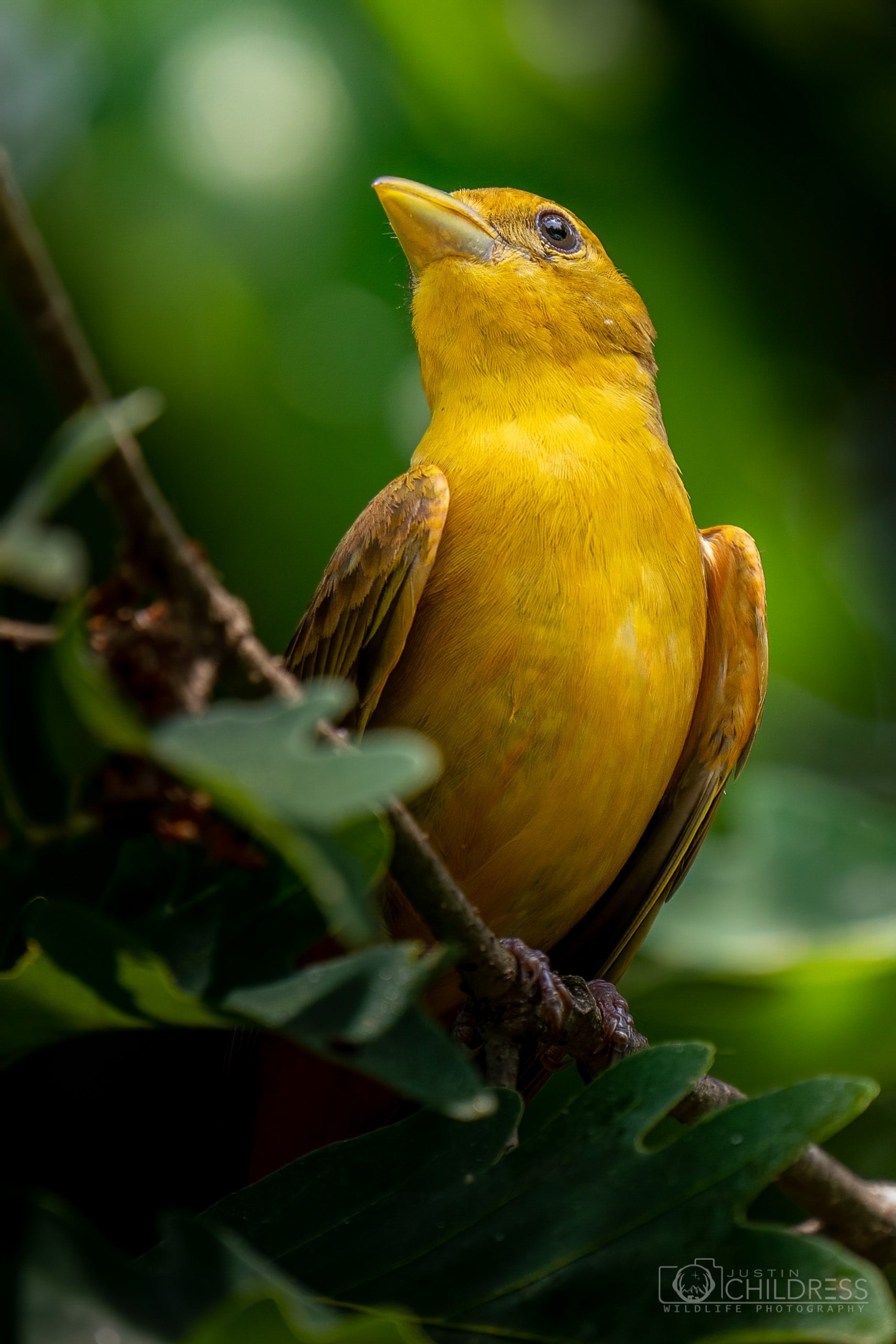 Female Summer Tanager