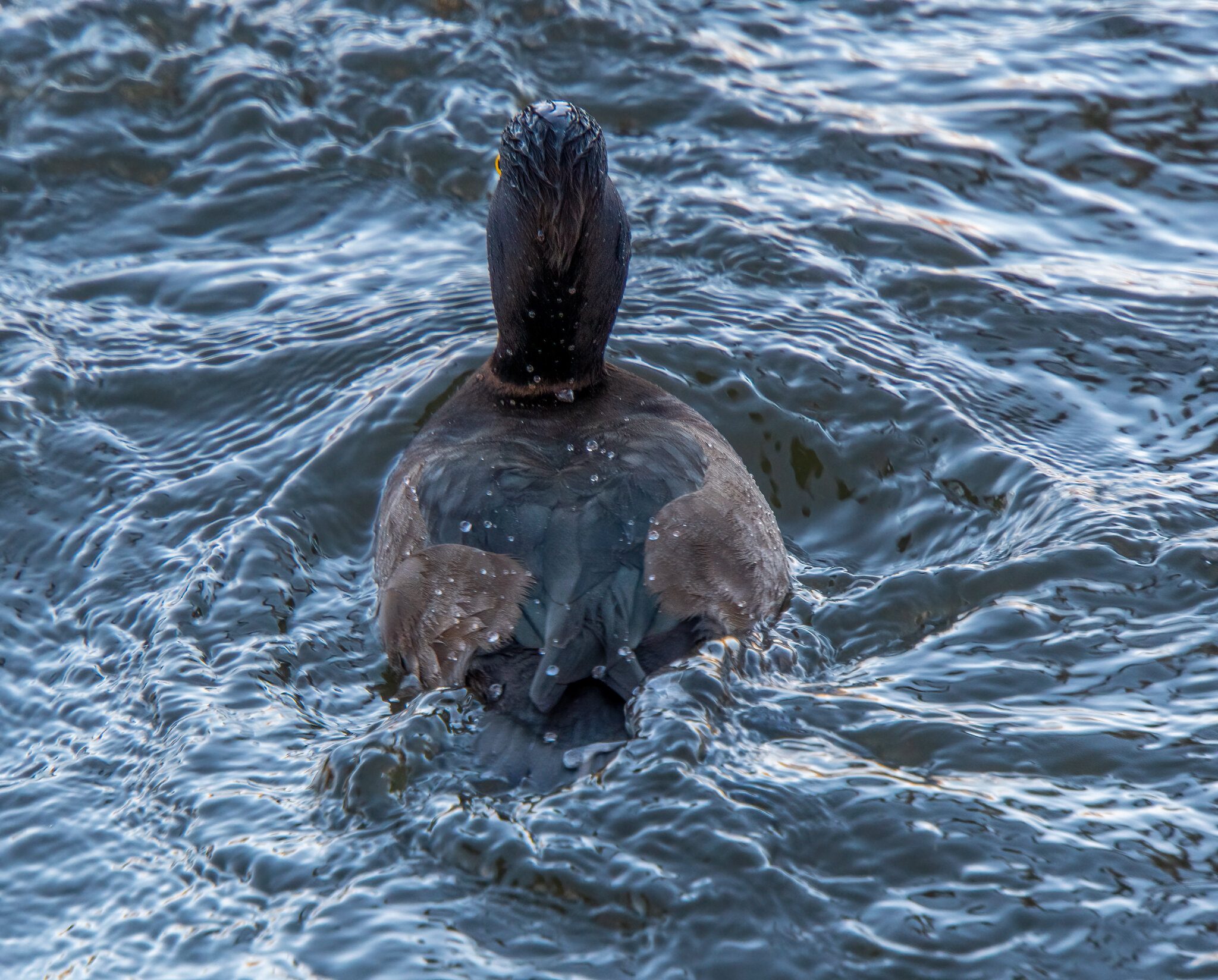 Female Tufted Emerging .jpg