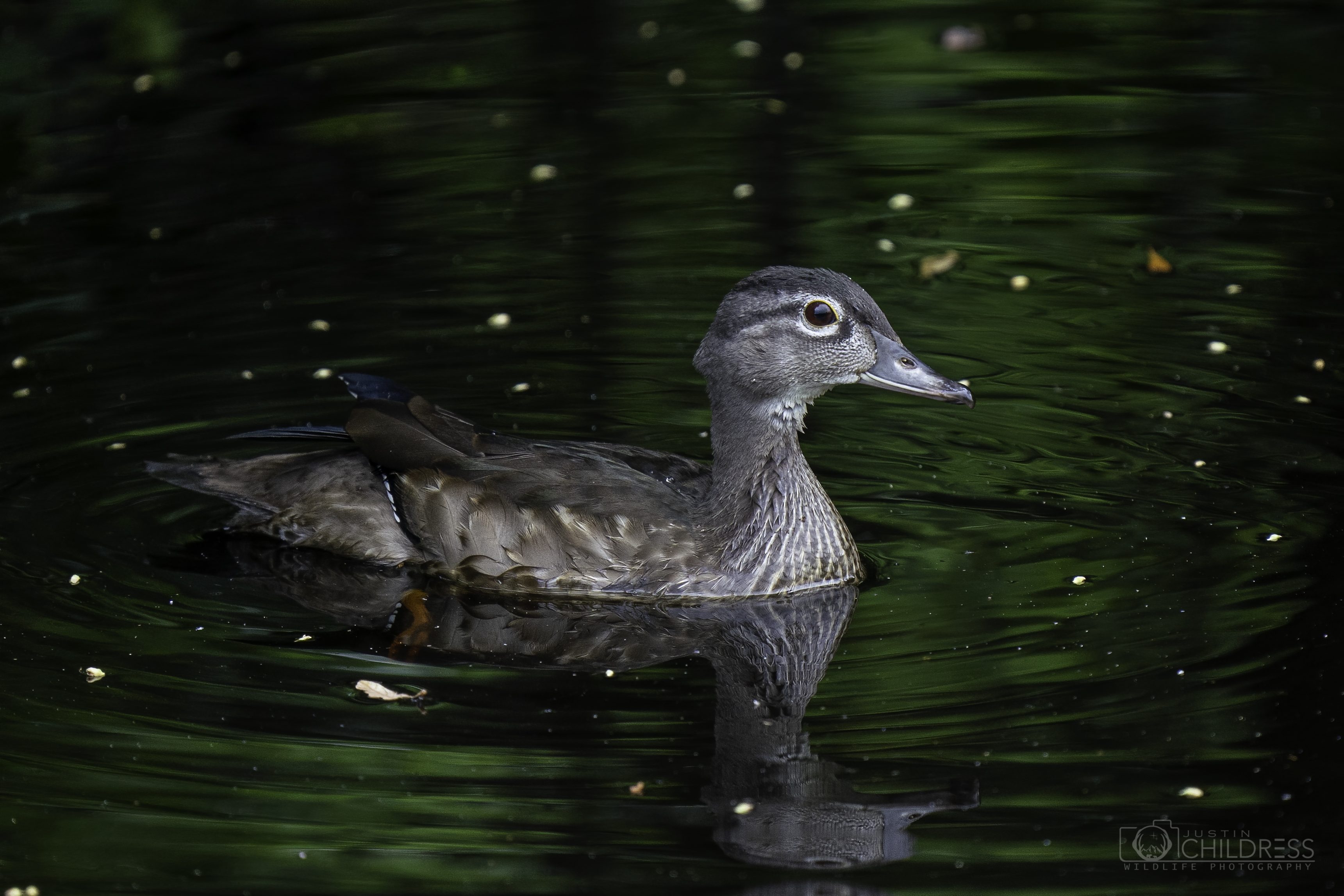 Female Wood Duck