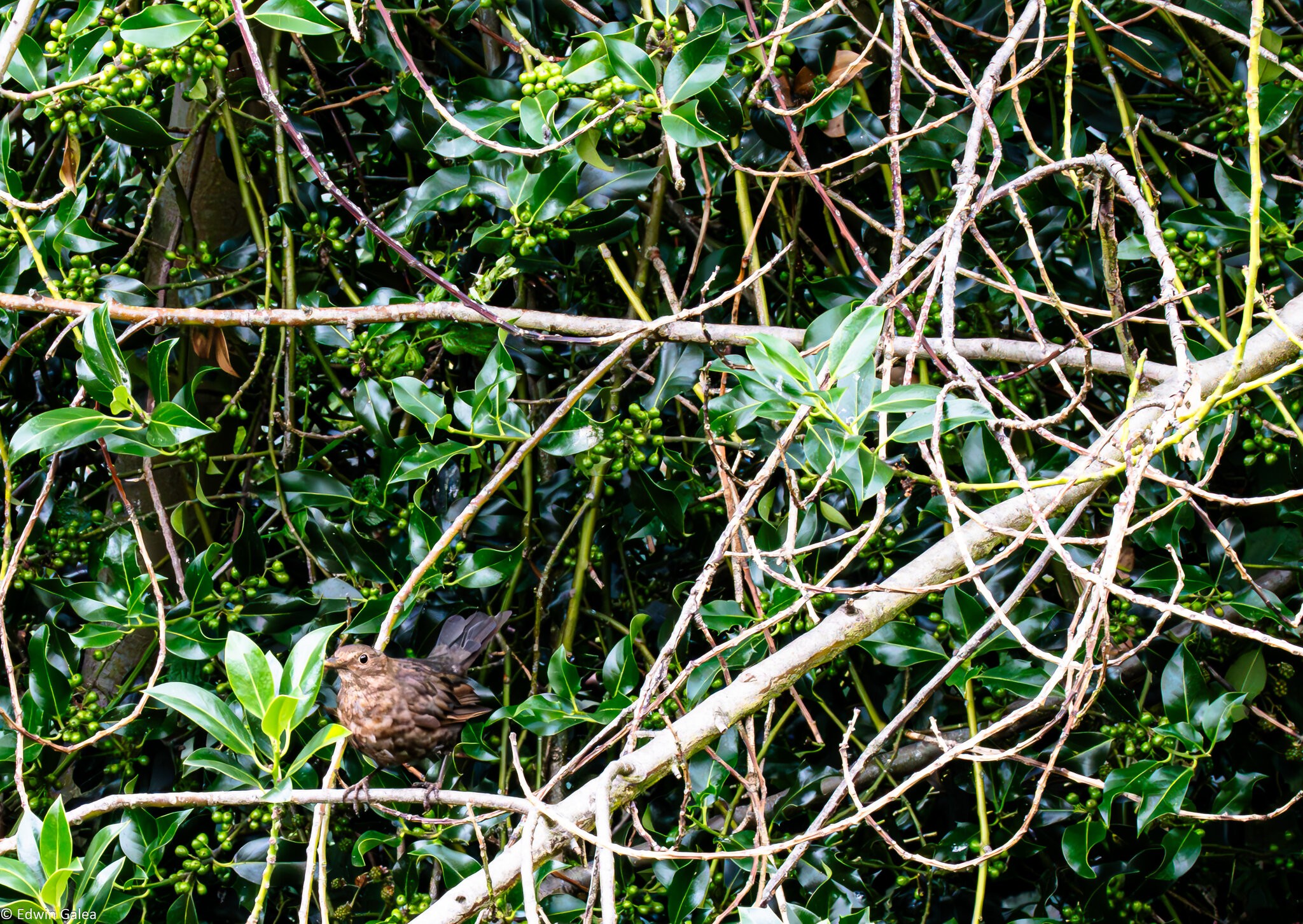 female_blackbird-1.jpg