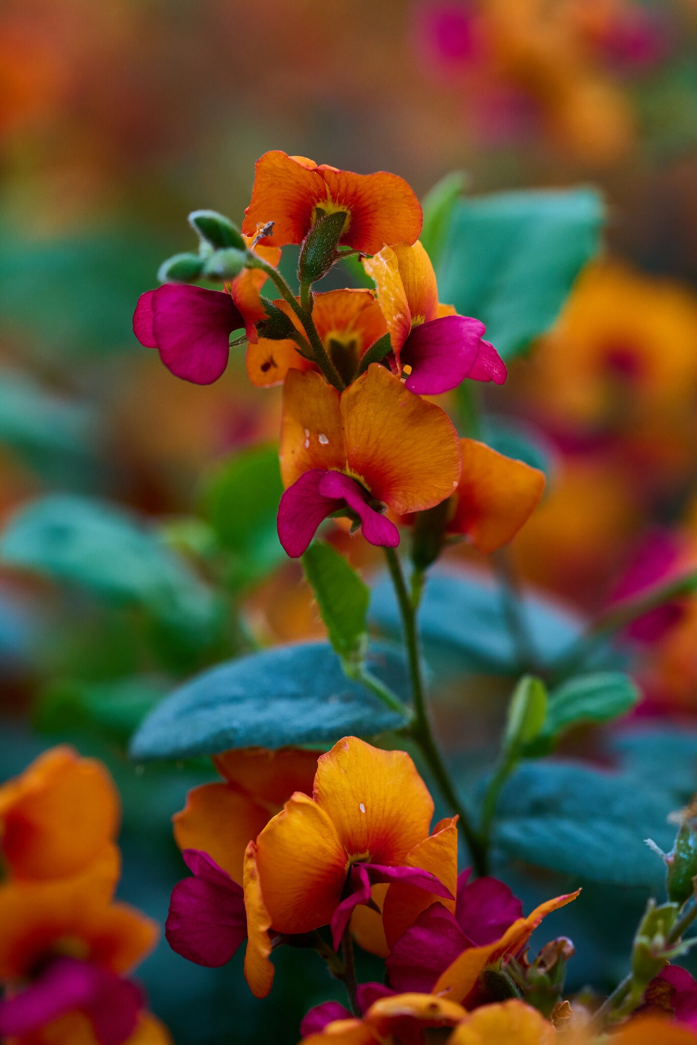 Flower - Longwood - 03012025 - 07.jpg