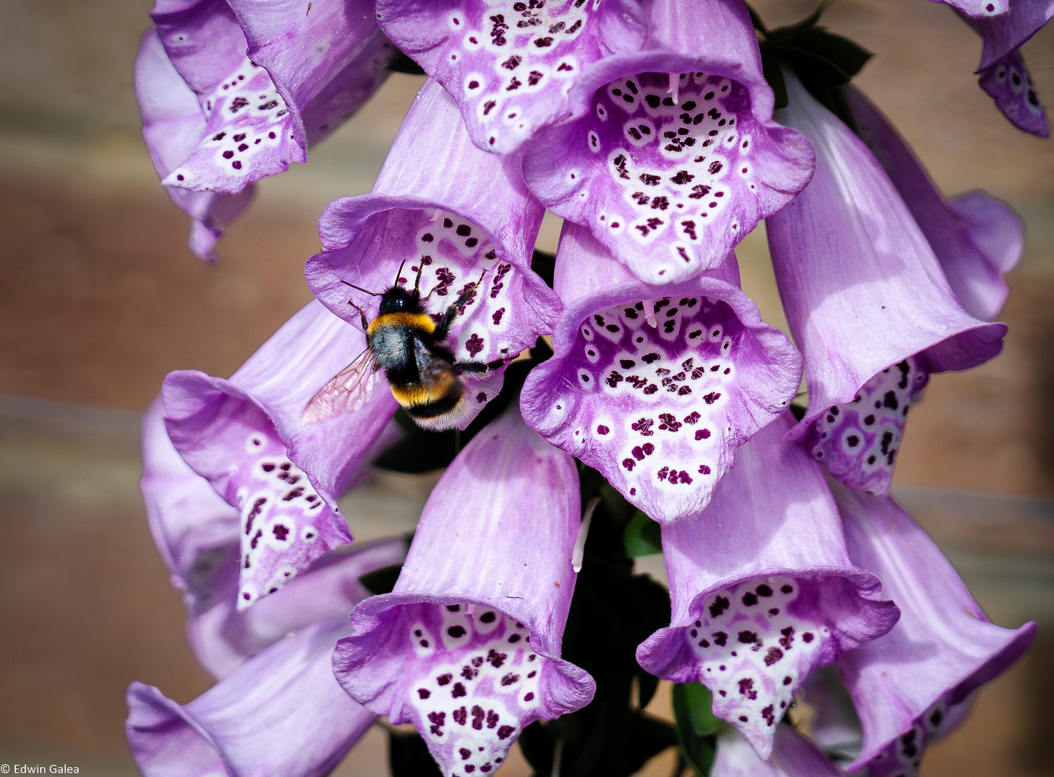 flox glove and bee-3.jpg