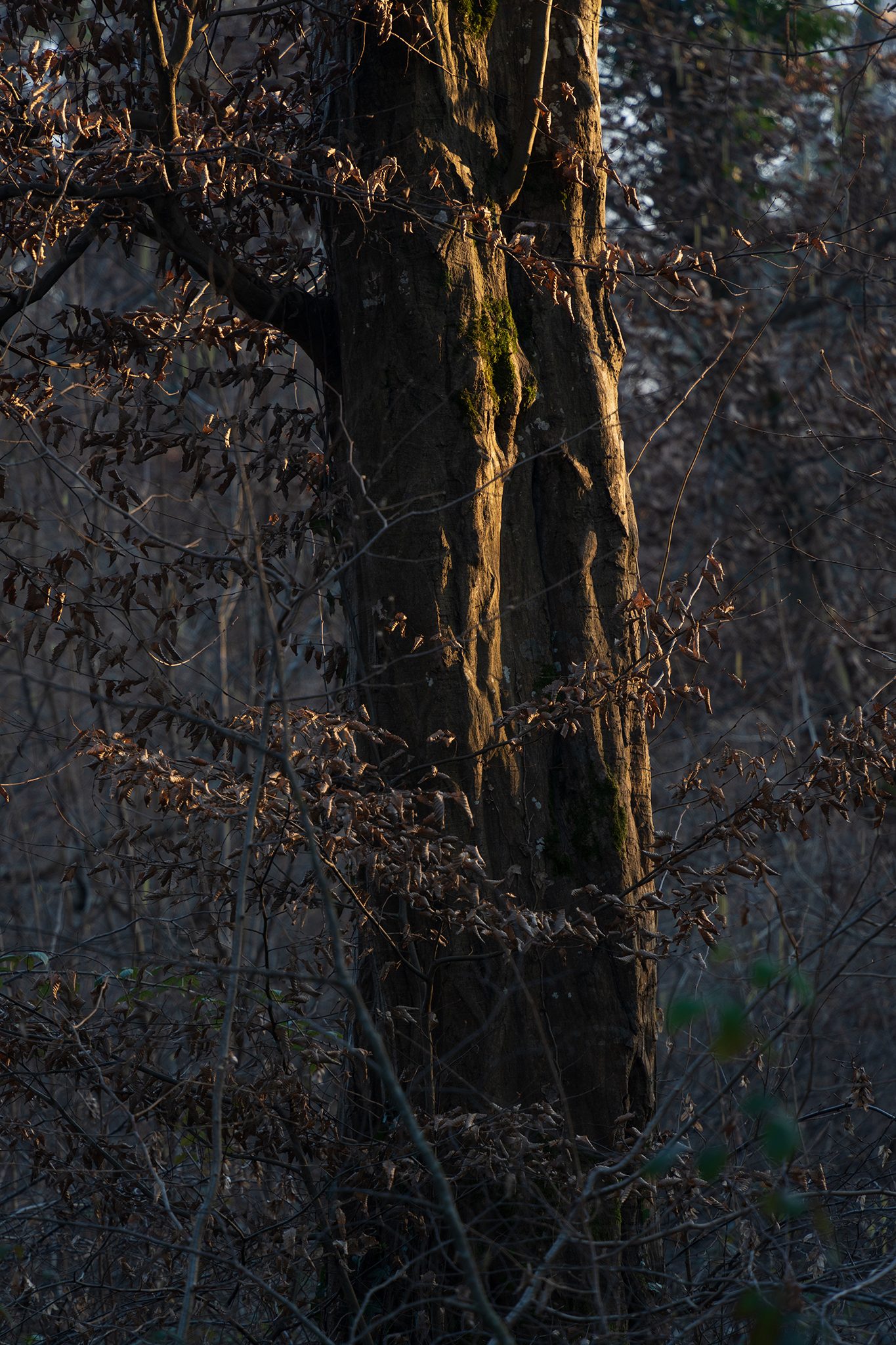 Forest Light 2