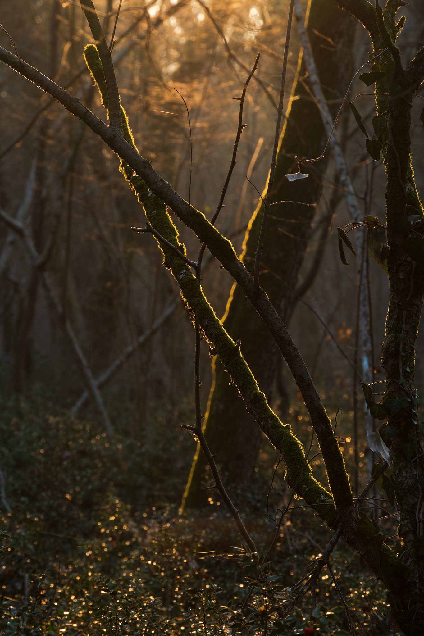 Forest Light 3