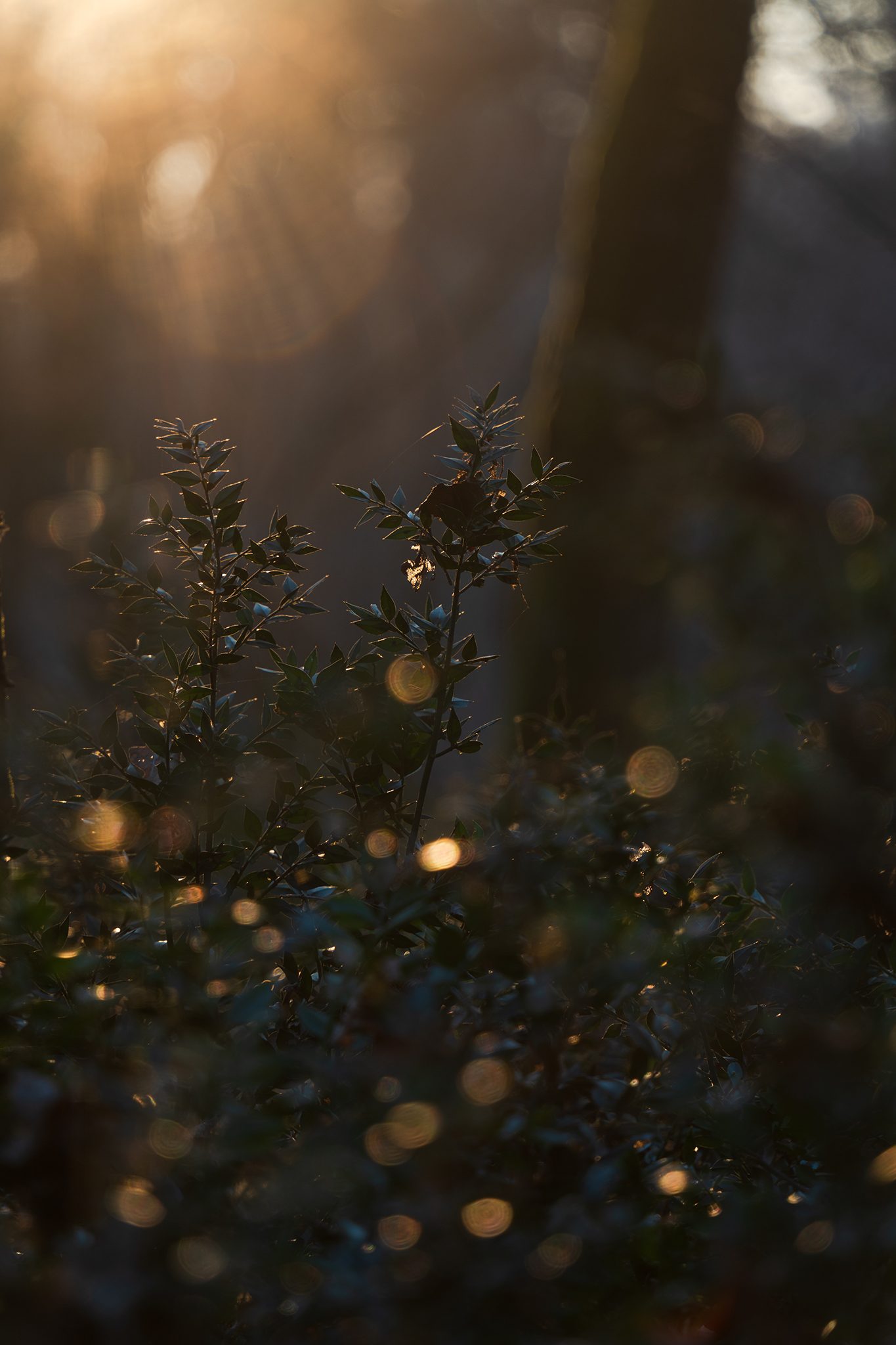 Forest Light 4