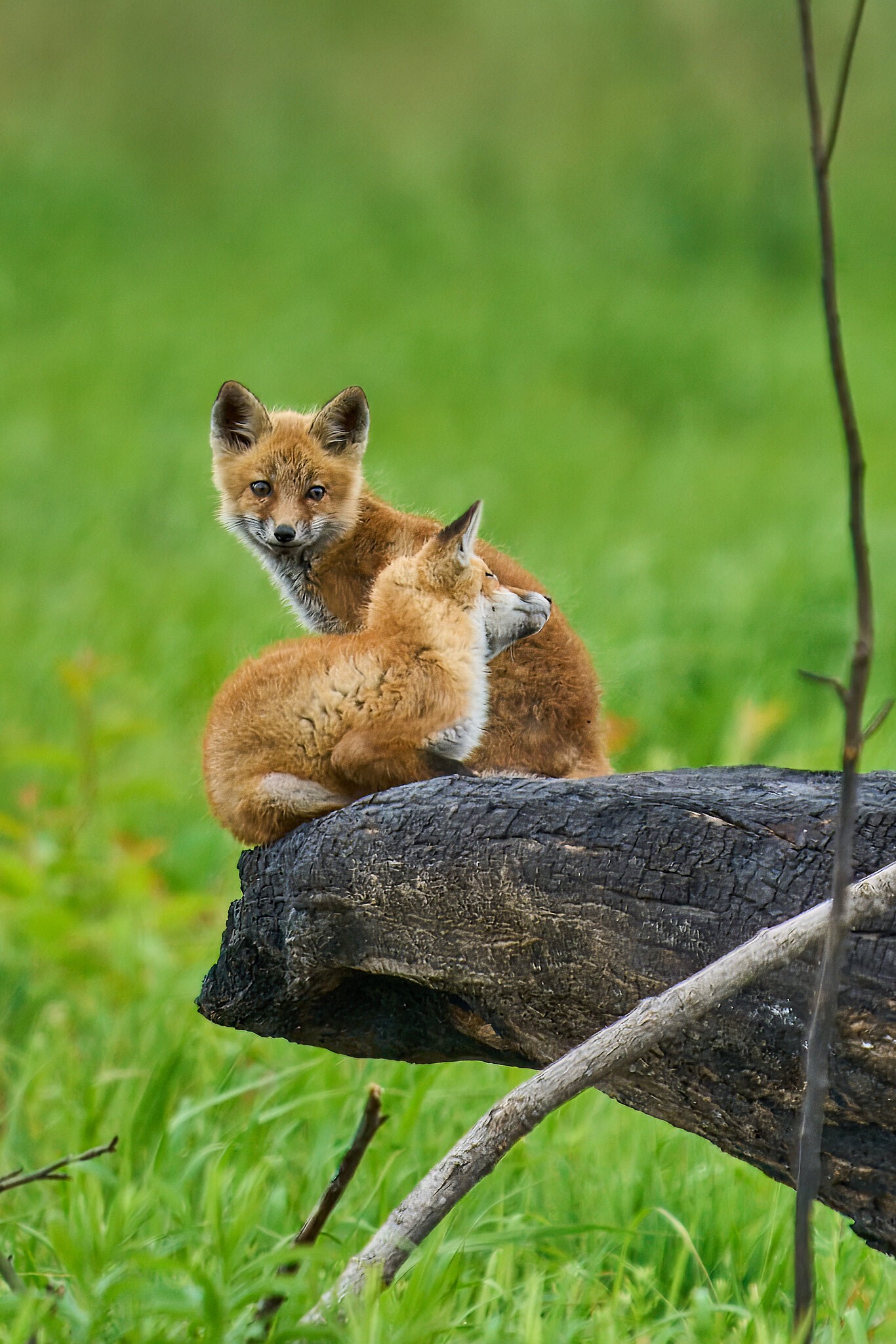 Fox Kit - BBHNWR - 05252020 - 04- DN.jpg