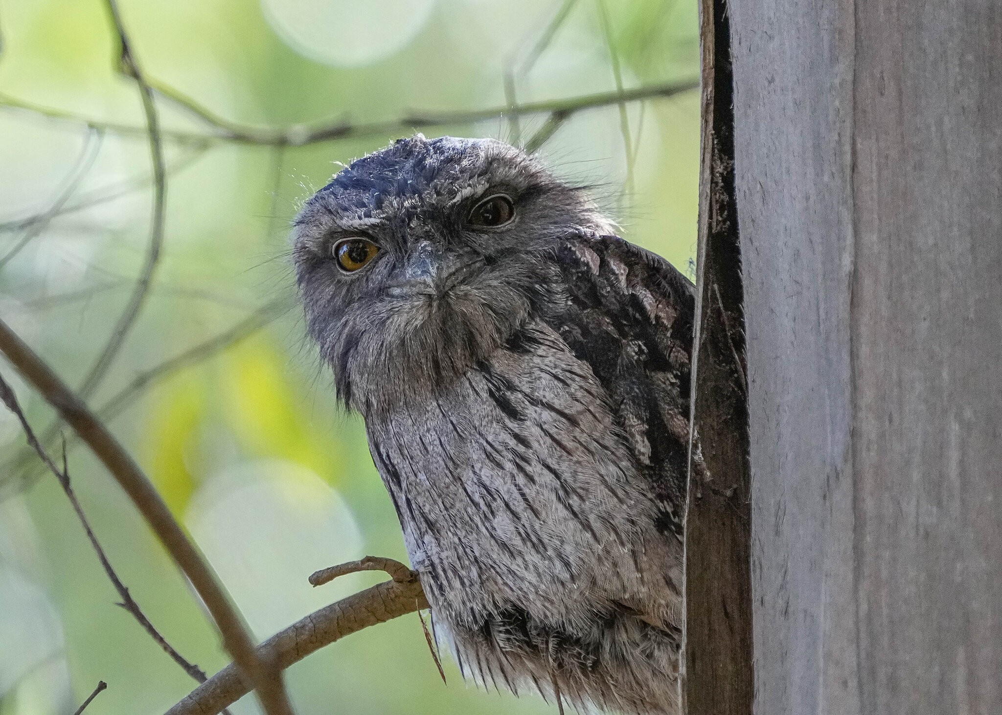 Frogmouth 1.jpg