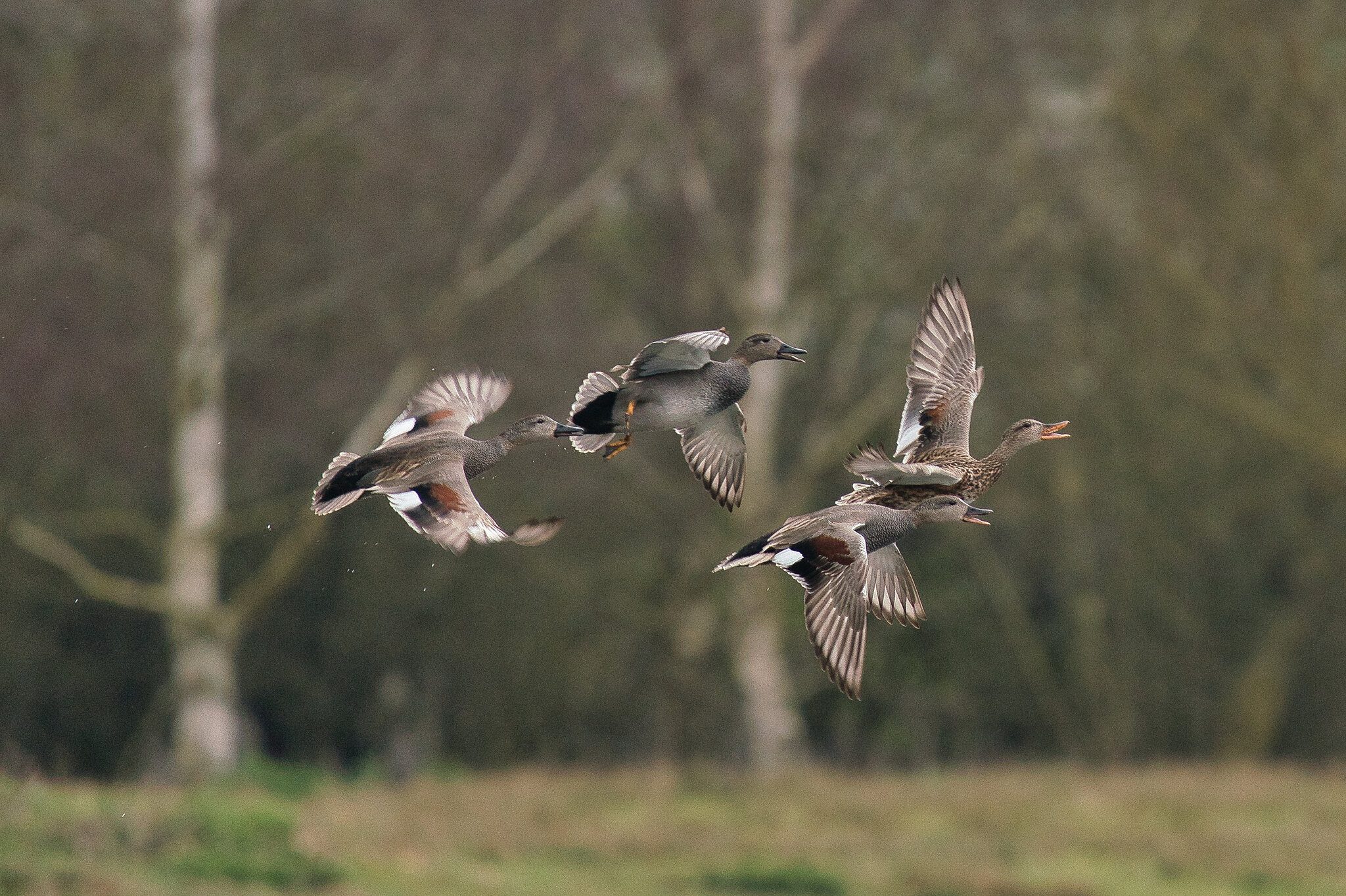 Gadwall