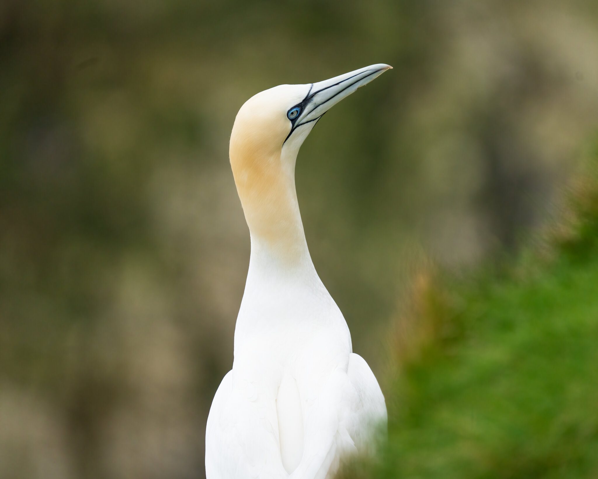 Gannet.jpg