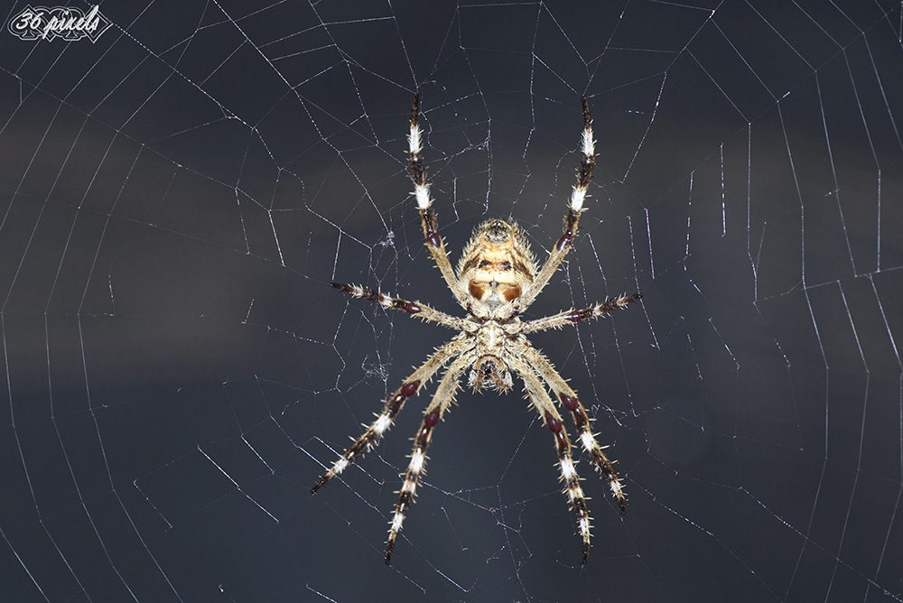 Garden Orb-Weaving Spider 27-02-2018 (28) - Copy.JPG