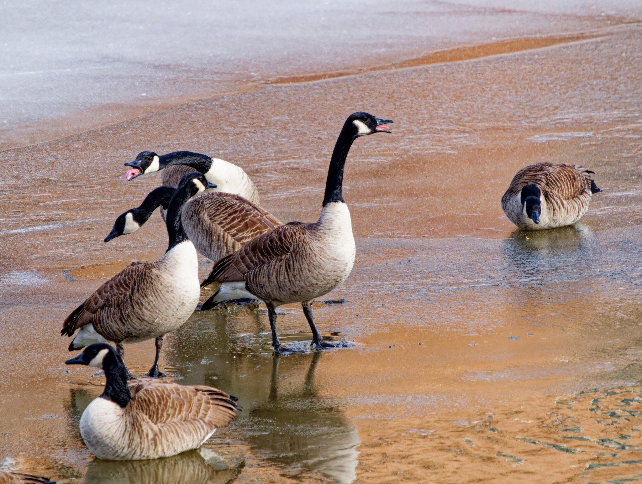 Geese on Thin Ice.jpeg