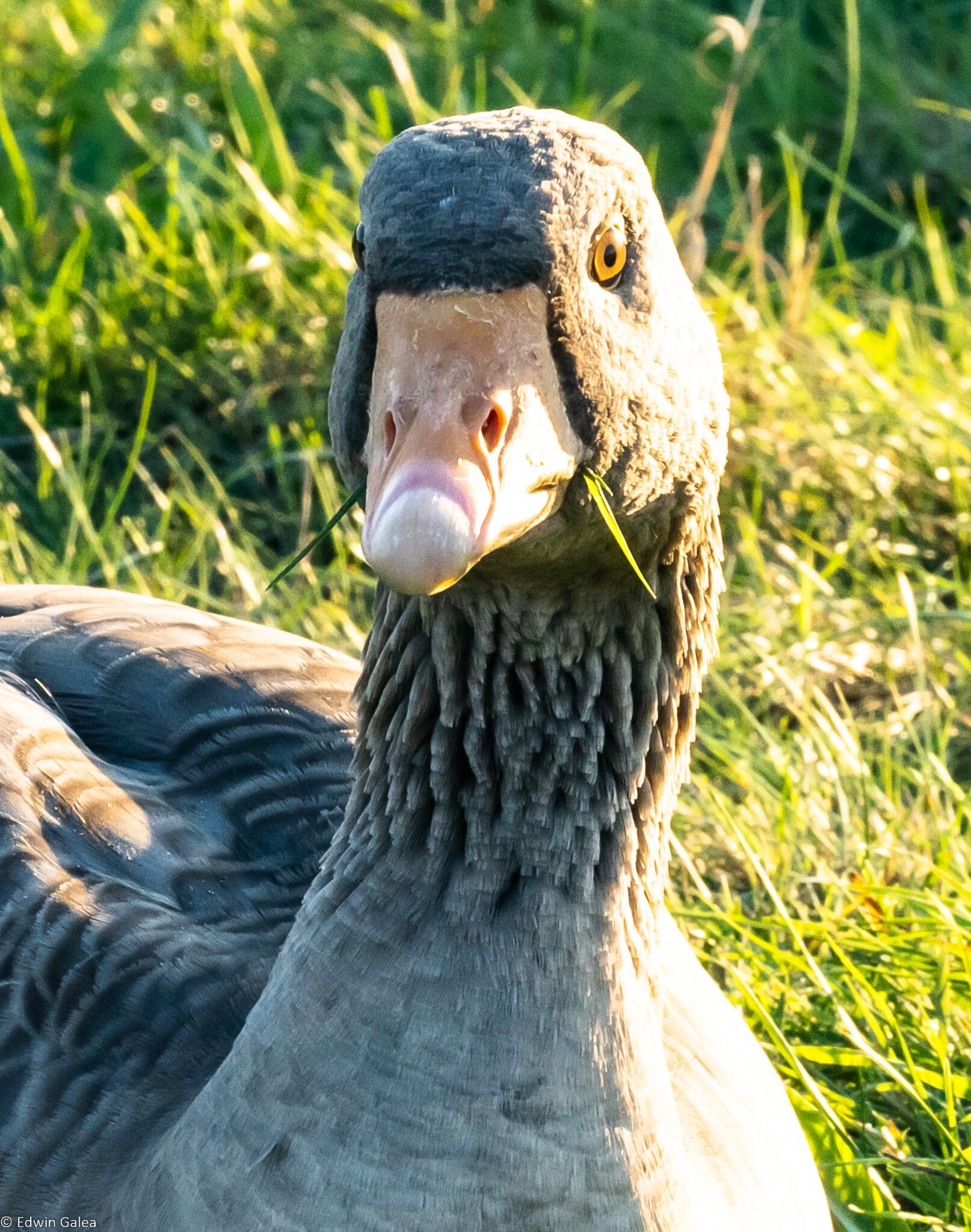 geese-grass-2-jpg-sony-alpha-forums-alphashooters