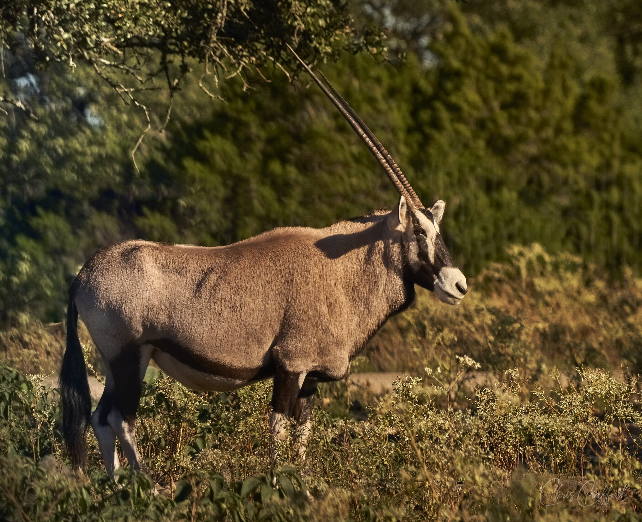 Gemsbok