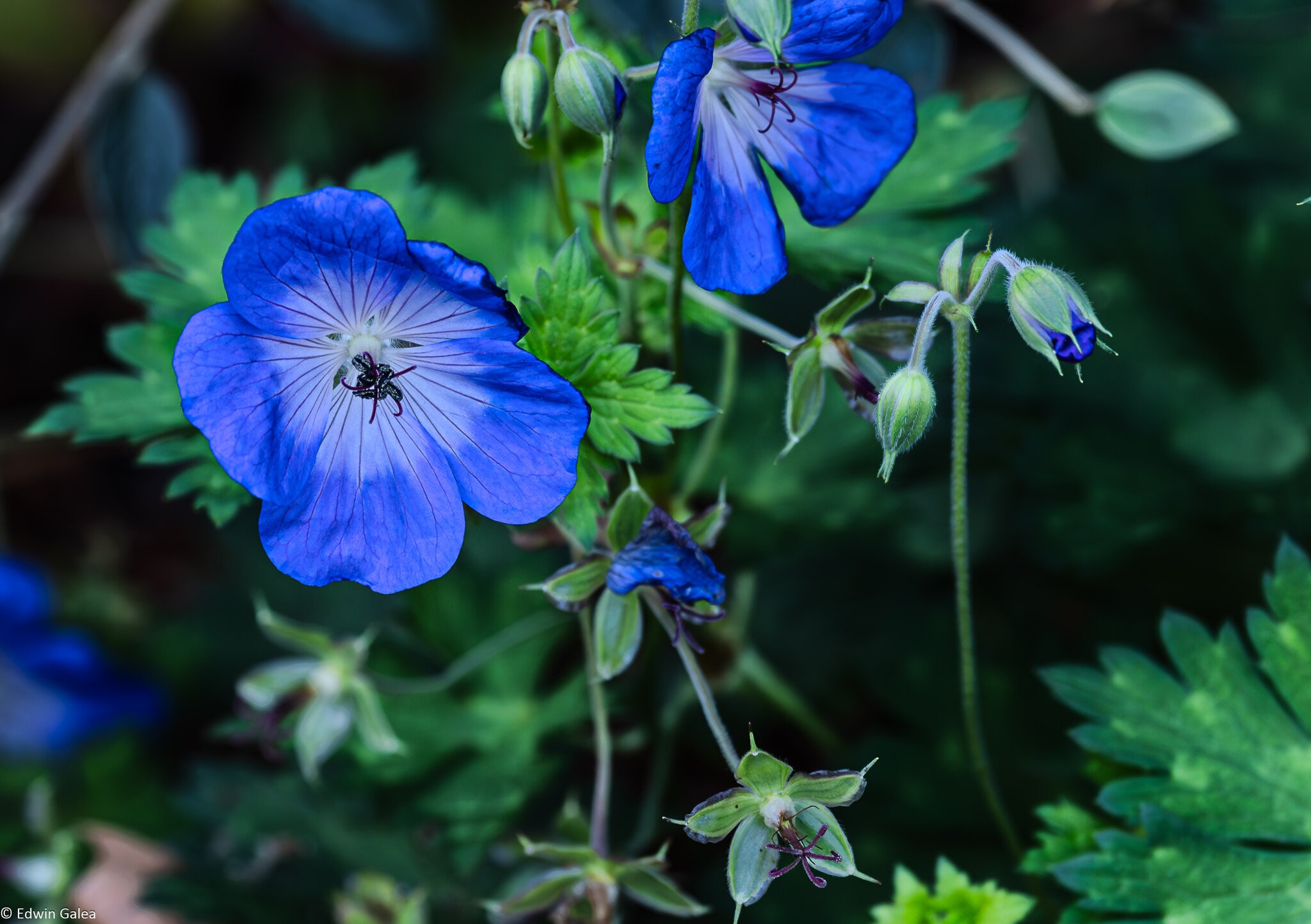 geranium_hdr-2.jpg