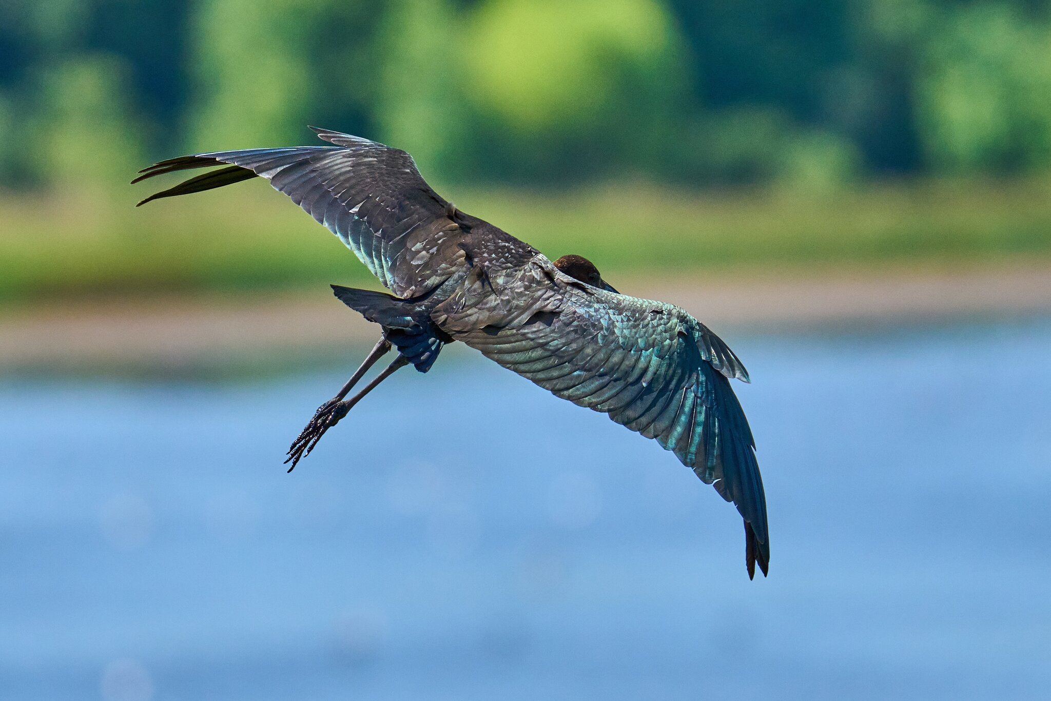 Glossy Ibis - Bombayhook NWF - 08192023 - 27- DN.jpg