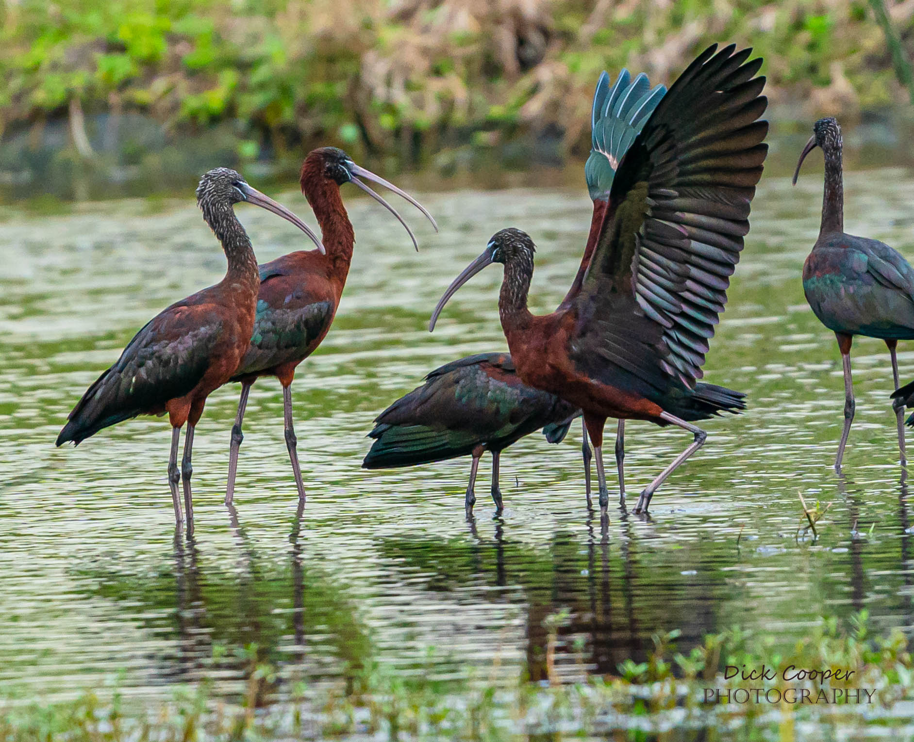 Glossy ibis wings up 2  (1 of 1).jpg